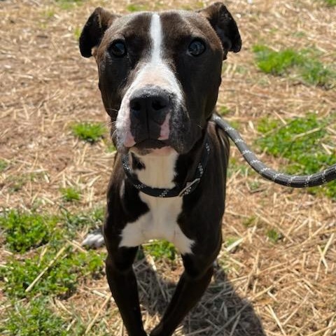 Enlarge Basil , a ADOPTABLE mixed breed in Martinsville, VA image 2/5