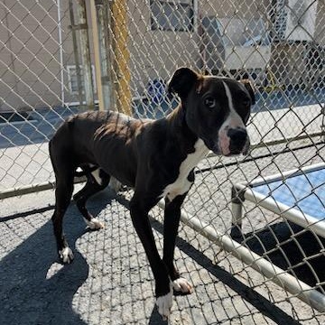 Enlarge Basil , a ADOPTABLE mixed breed in Martinsville, VA image 3/5