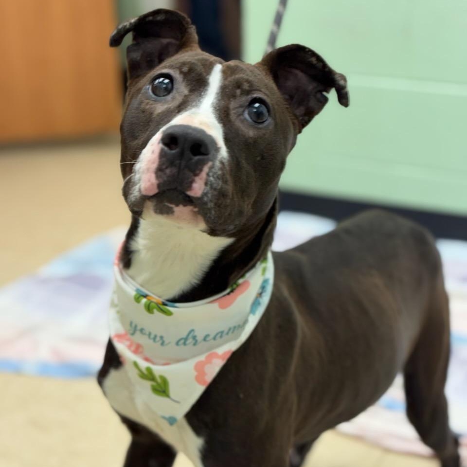 Enlarge Basil , a ADOPTABLE mixed breed in Martinsville, VA image 1/5