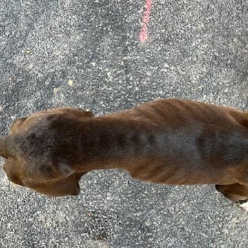 Enlarge Basil , a ADOPTABLE mixed breed in Martinsville, VA image 5/5