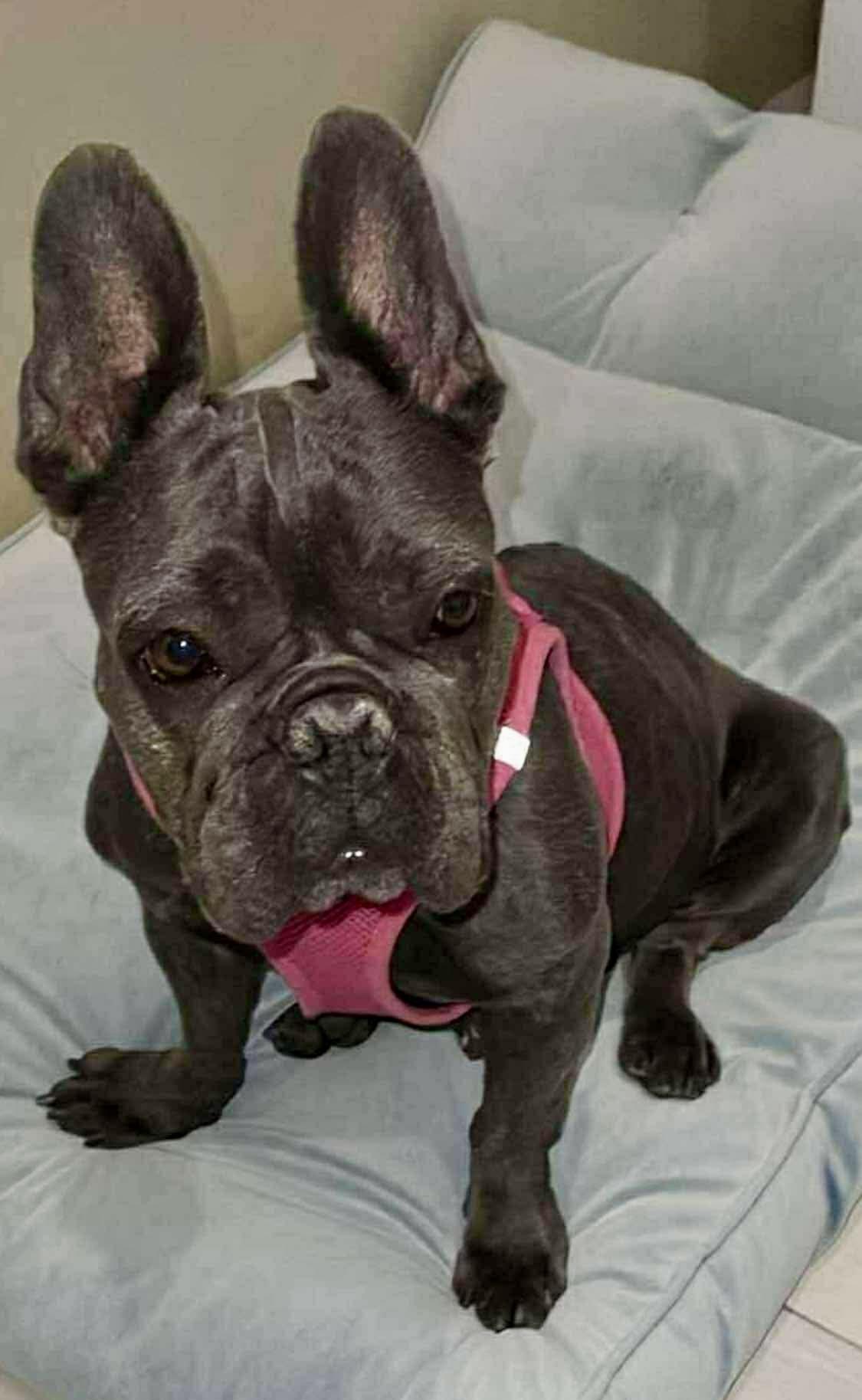 Enlarge Sunshine, a Adoptable French Bulldog in Tarzana, CA image 5/5
