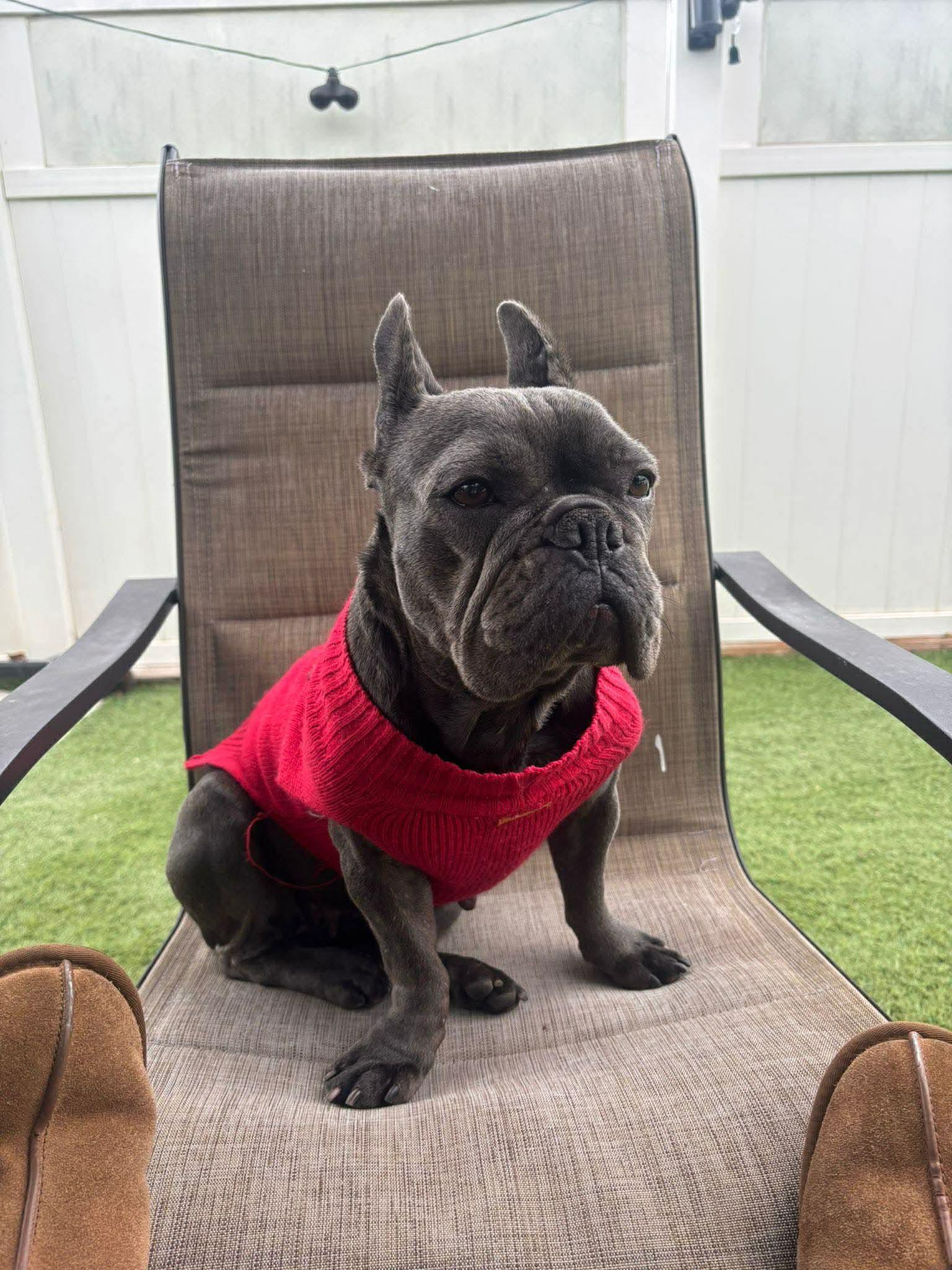 Enlarge Sunshine, a Adoptable French Bulldog in Tarzana, CA image 4/5