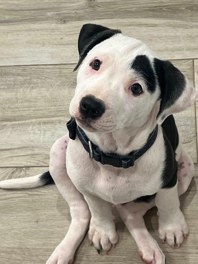 Hazel, Adoptable, Puppy Female Terrier.