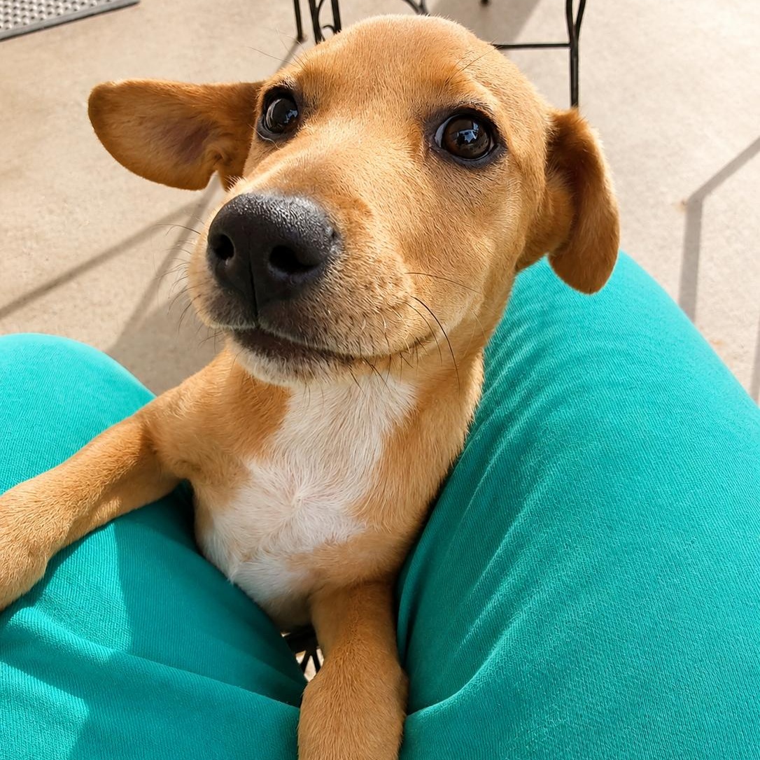 Miguel, ADOPTABLE, Puppy Male Chihuahua & German Shepherd Dog.