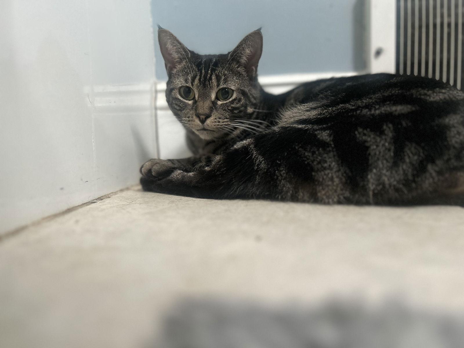 Enlarge Trish, a Adoptable Domestic Short Hair in Naugatuck, CT image 1/3