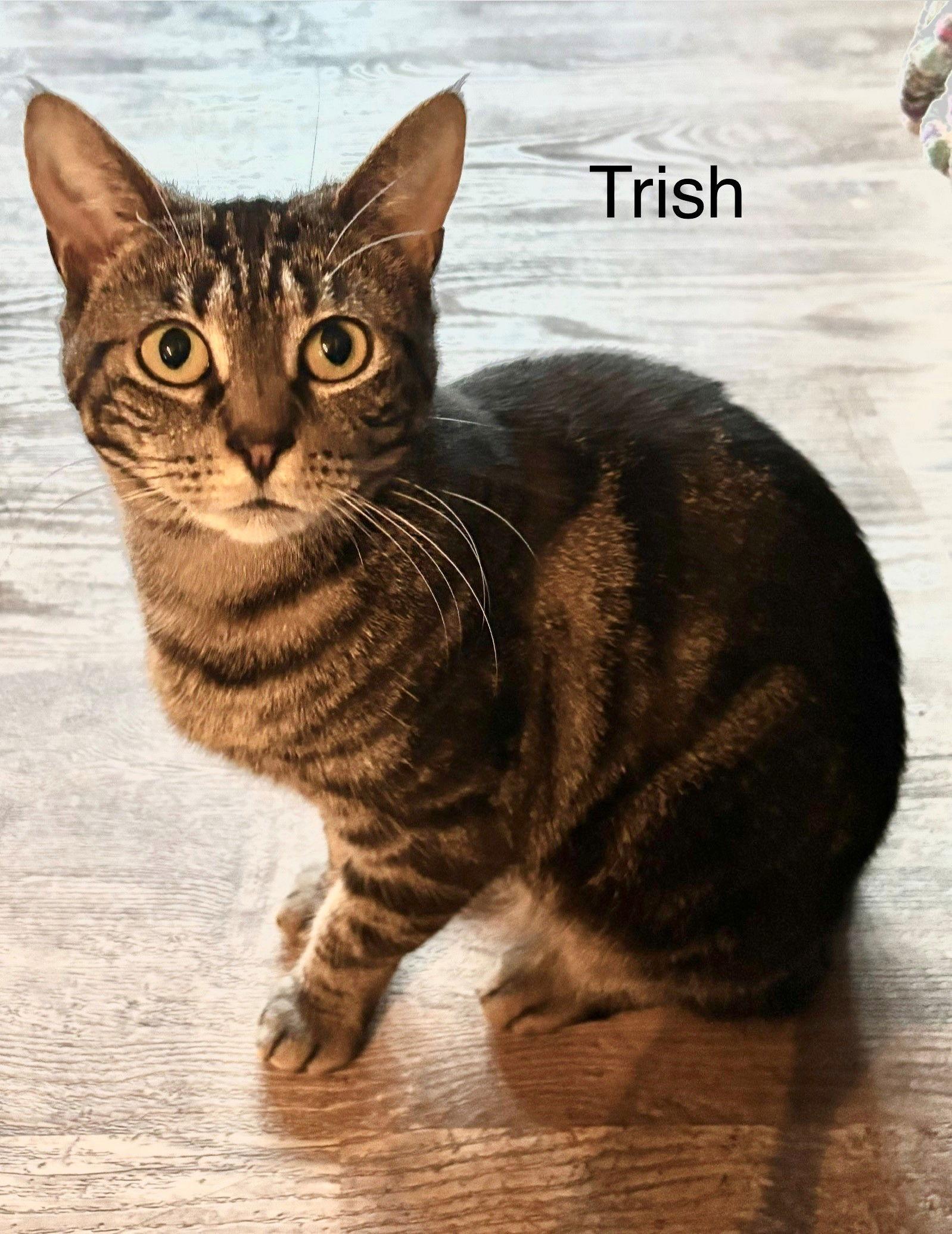 Trish, Adoptable, Young Female Domestic Short Hair.