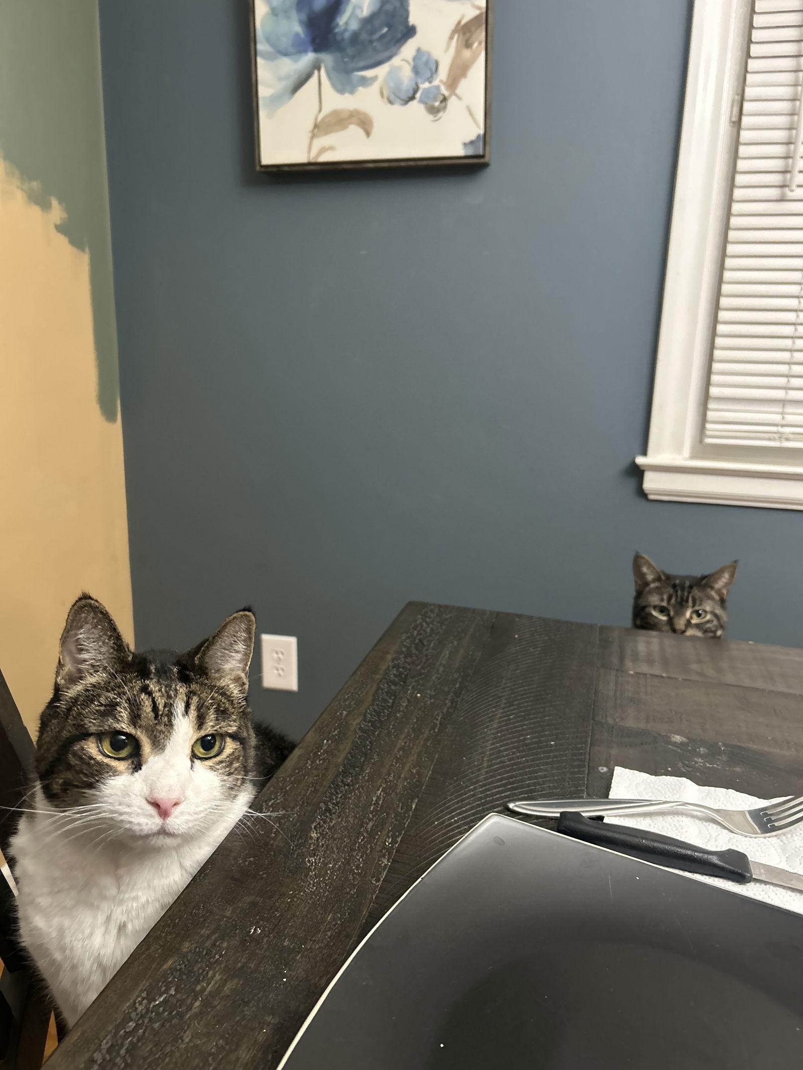 Enlarge Trish, a Adoptable Domestic Short Hair in Naugatuck, CT image 2/3