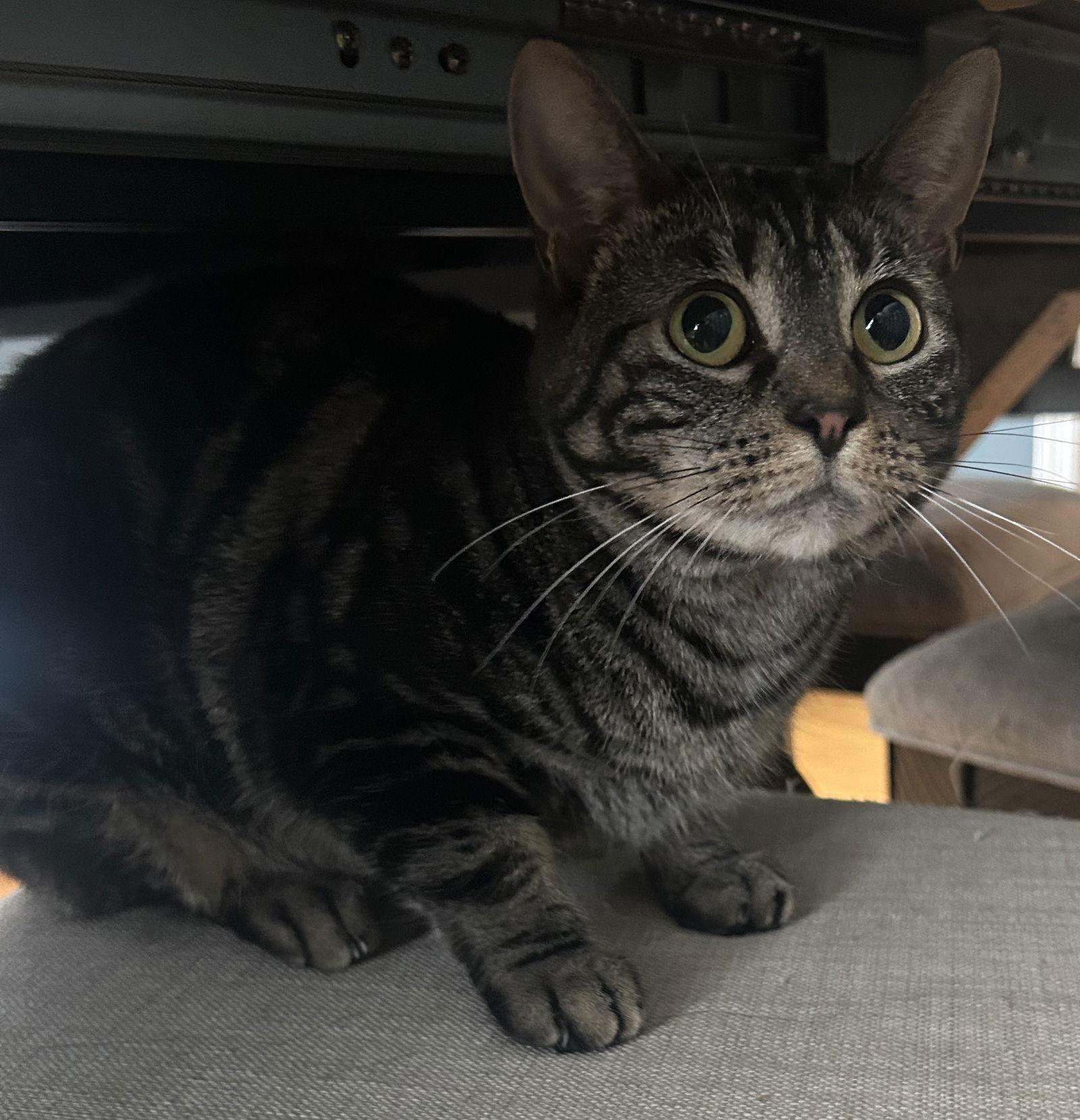 Enlarge Trish, a Adoptable Domestic Short Hair in Naugatuck, CT image 1/3