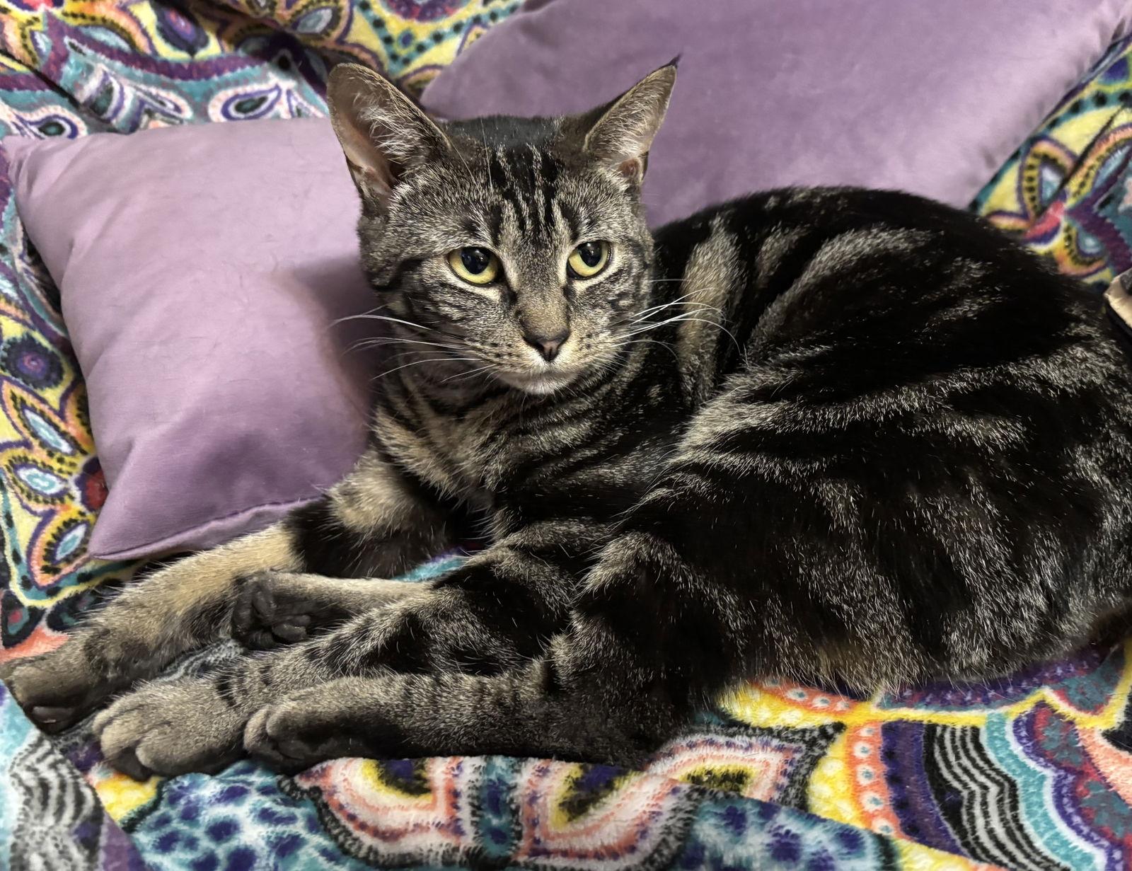 Enlarge Trish, a Adoptable Domestic Short Hair in Naugatuck, CT image 3/3