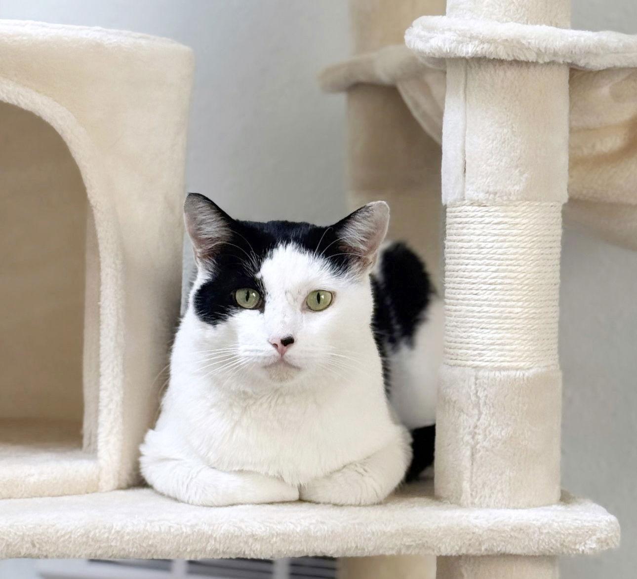 Enlarge Bingo, a Adoptable Domestic Short Hair in Alameda, CA image 1/3