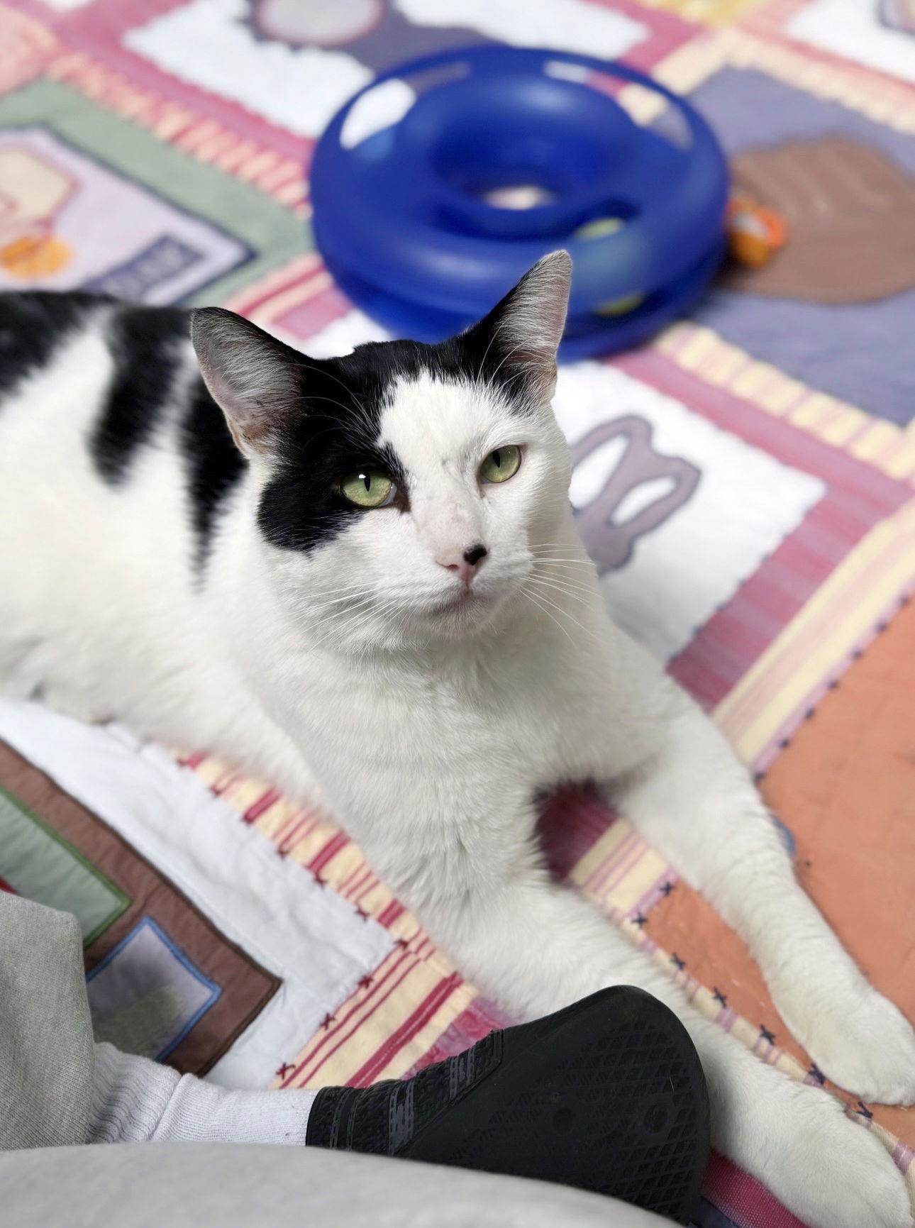 Enlarge Bingo, a Adoptable Domestic Short Hair in Alameda, CA image 2/3