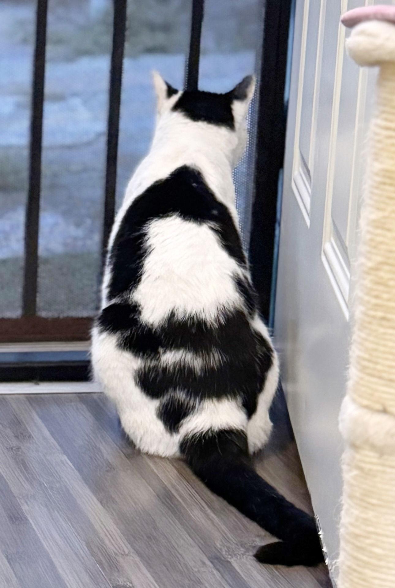 Enlarge Bingo, a Adoptable Domestic Short Hair in Alameda, CA image 3/3