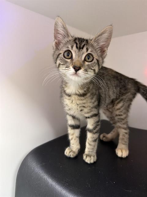 ANNA - ADOPTION PENDING, Adoptable, Young Female Domestic Short Hair.