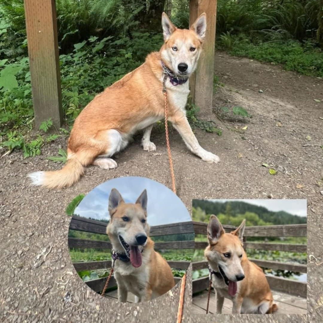 Ace, an adoptable Husky, Cattle Dog in Rochester, WA, 98579 | Photo Image 3
