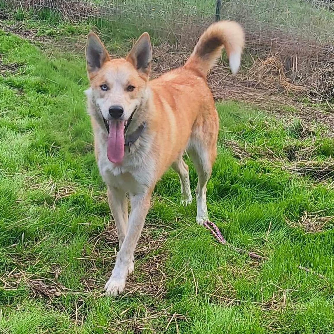 Ace, an adoptable Husky, Cattle Dog in Rochester, WA, 98579 | Photo Image 5