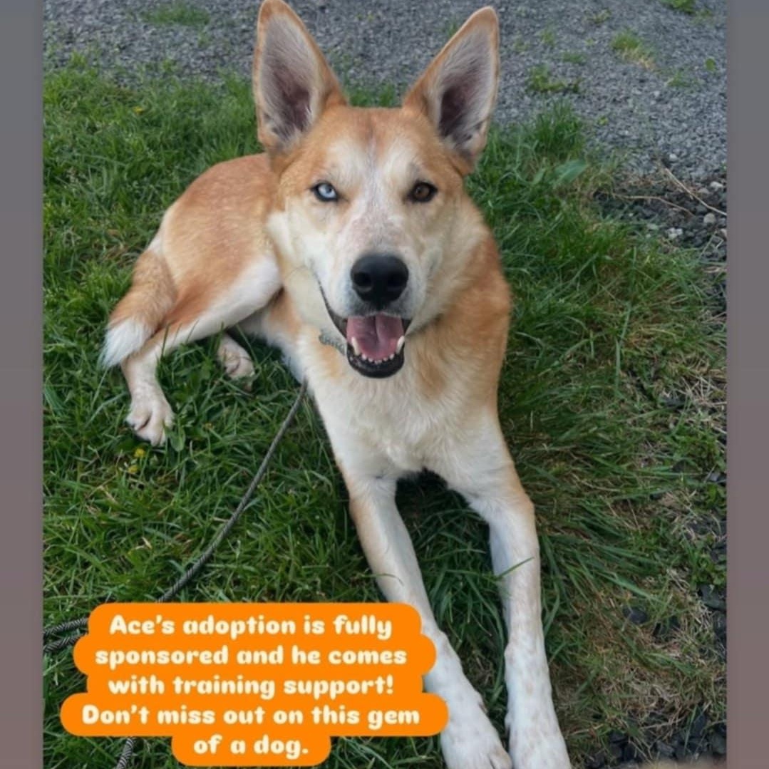 Ace, an adoptable Husky, Cattle Dog in Rochester, WA, 98579 | Photo Image 1