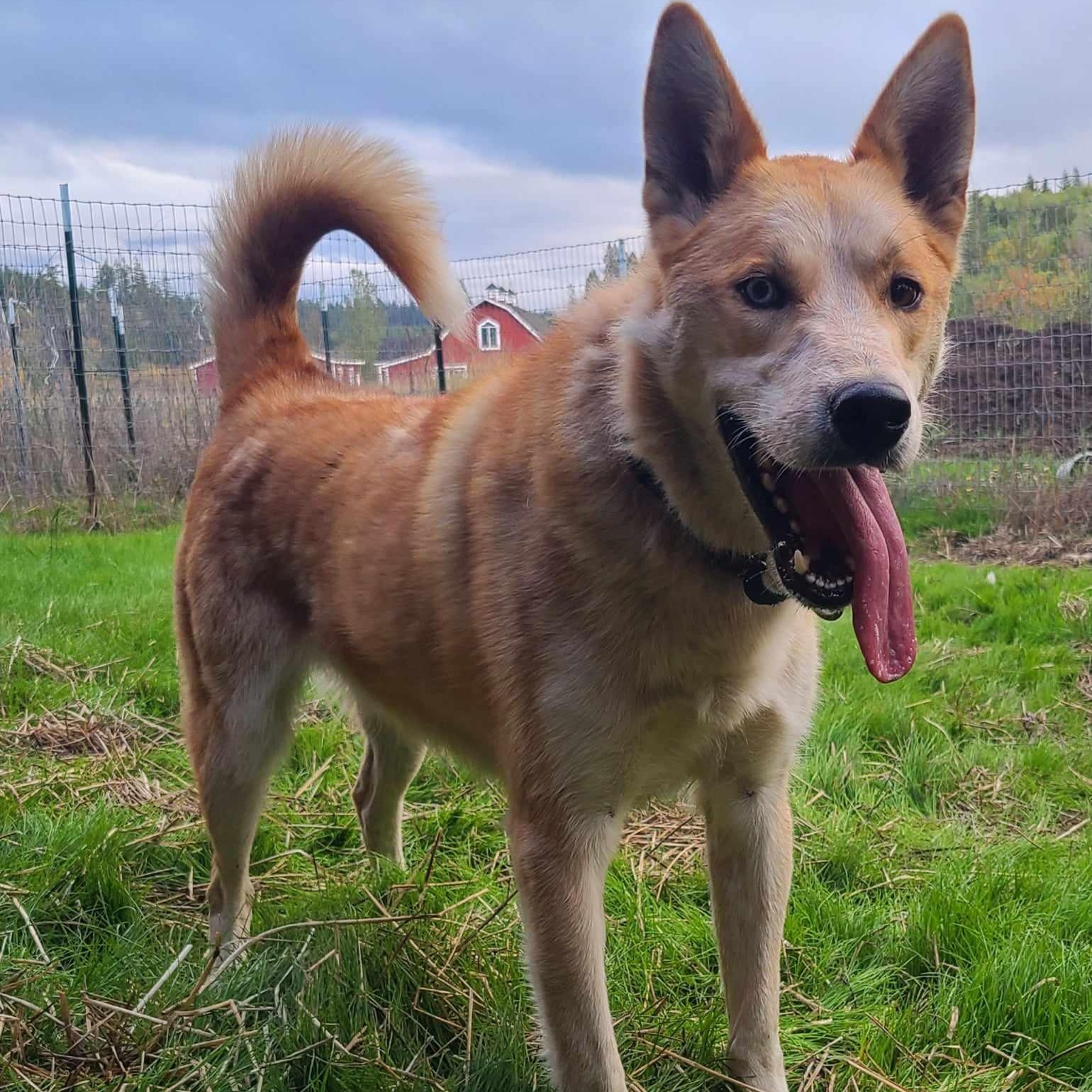 Ace, an adoptable Husky, Cattle Dog in Rochester, WA, 98579 | Photo Image 2