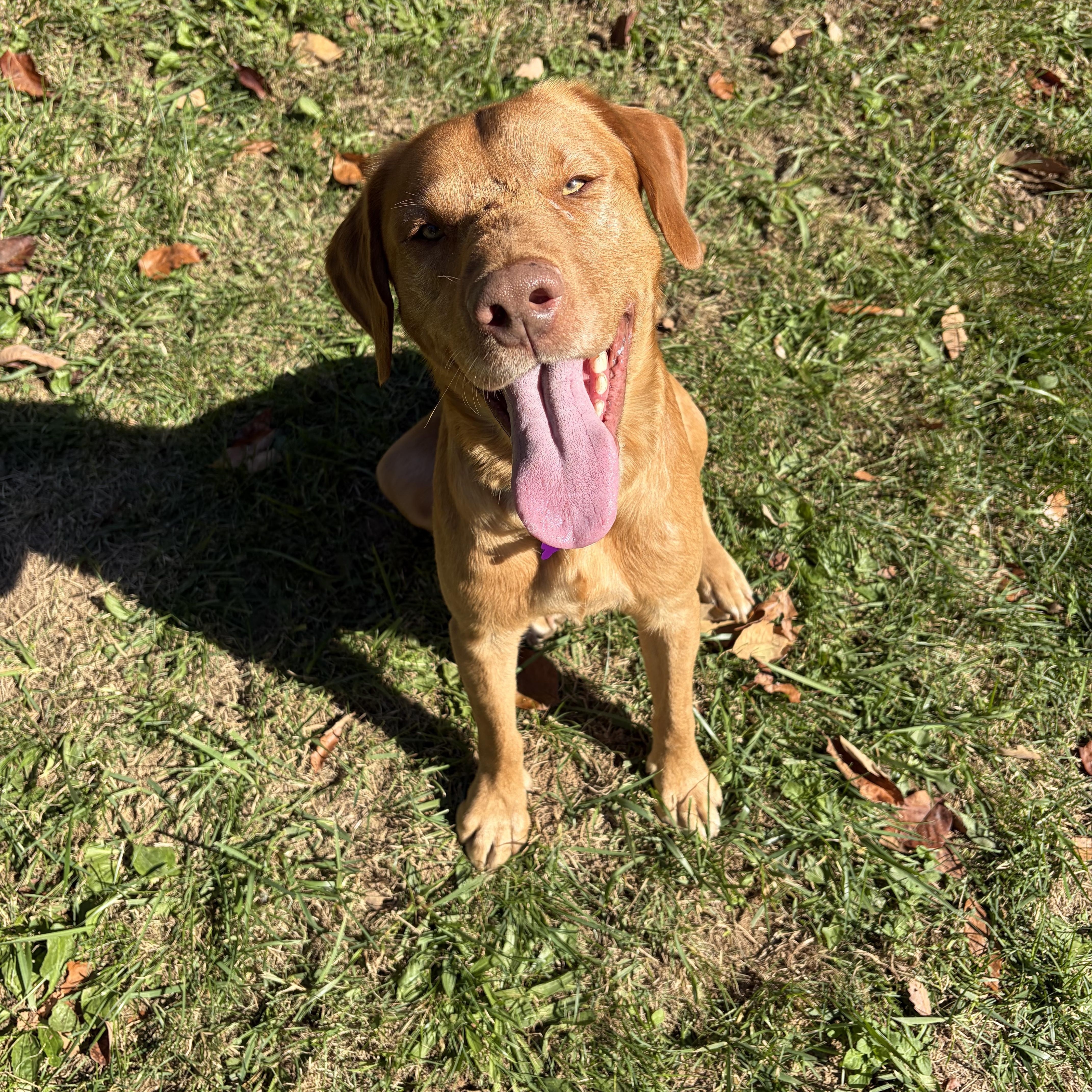 Enlarge Fred, a Adoptable Labrador Retriever in High View, WV image 3/6