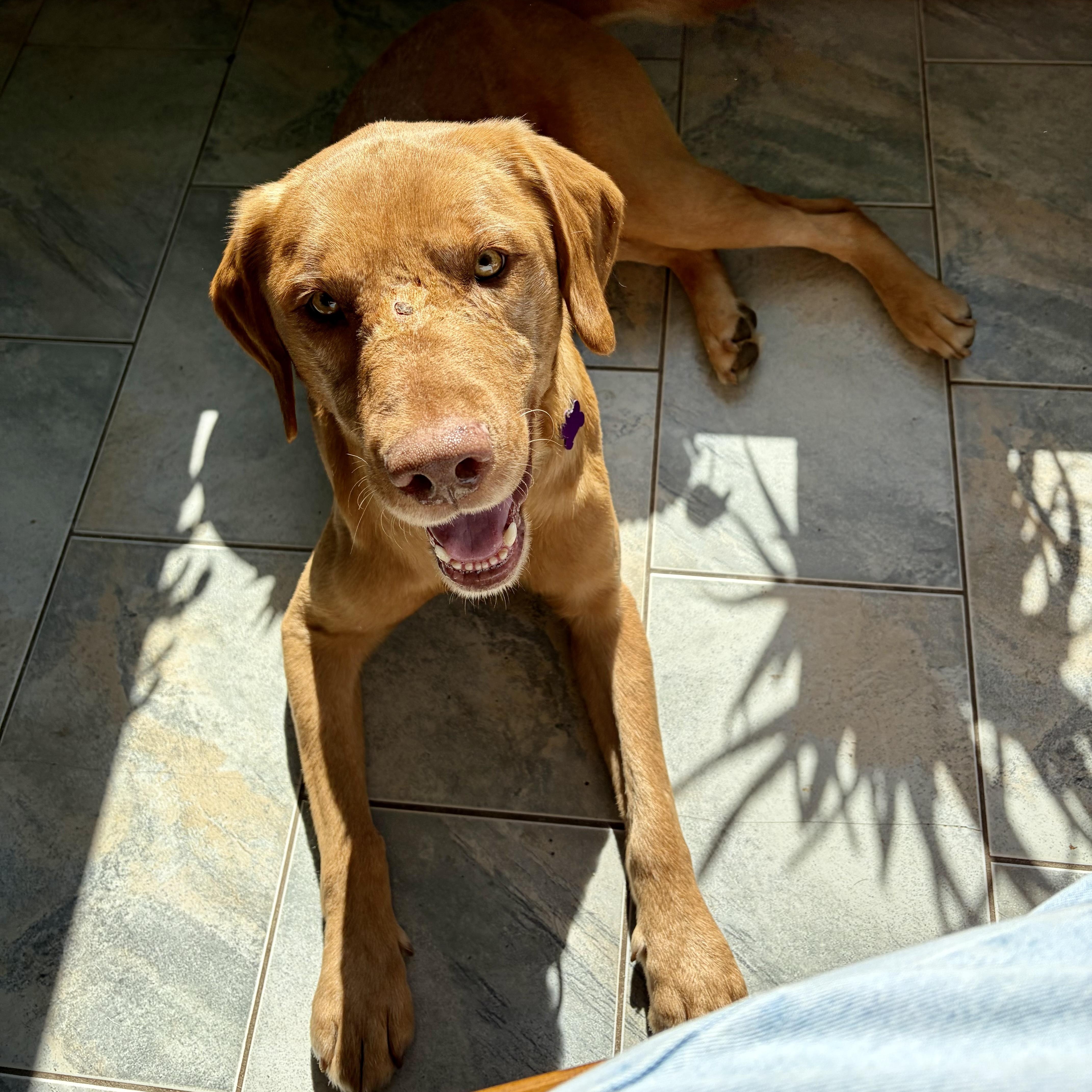 Enlarge Fred, a Adoptable Labrador Retriever in High View, WV image 2/6