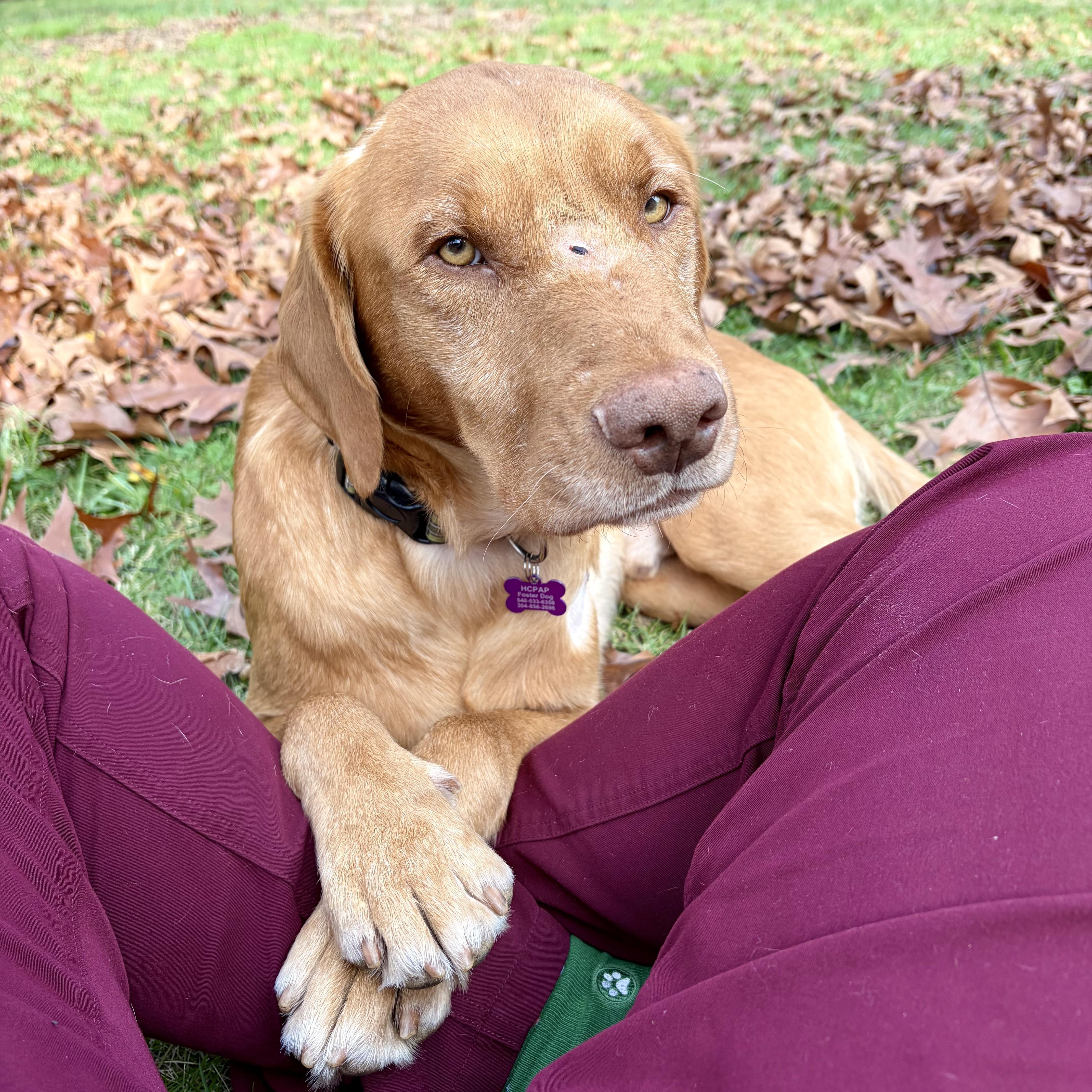 Enlarge Fred, a Adoptable Labrador Retriever in High View, WV image 1/6