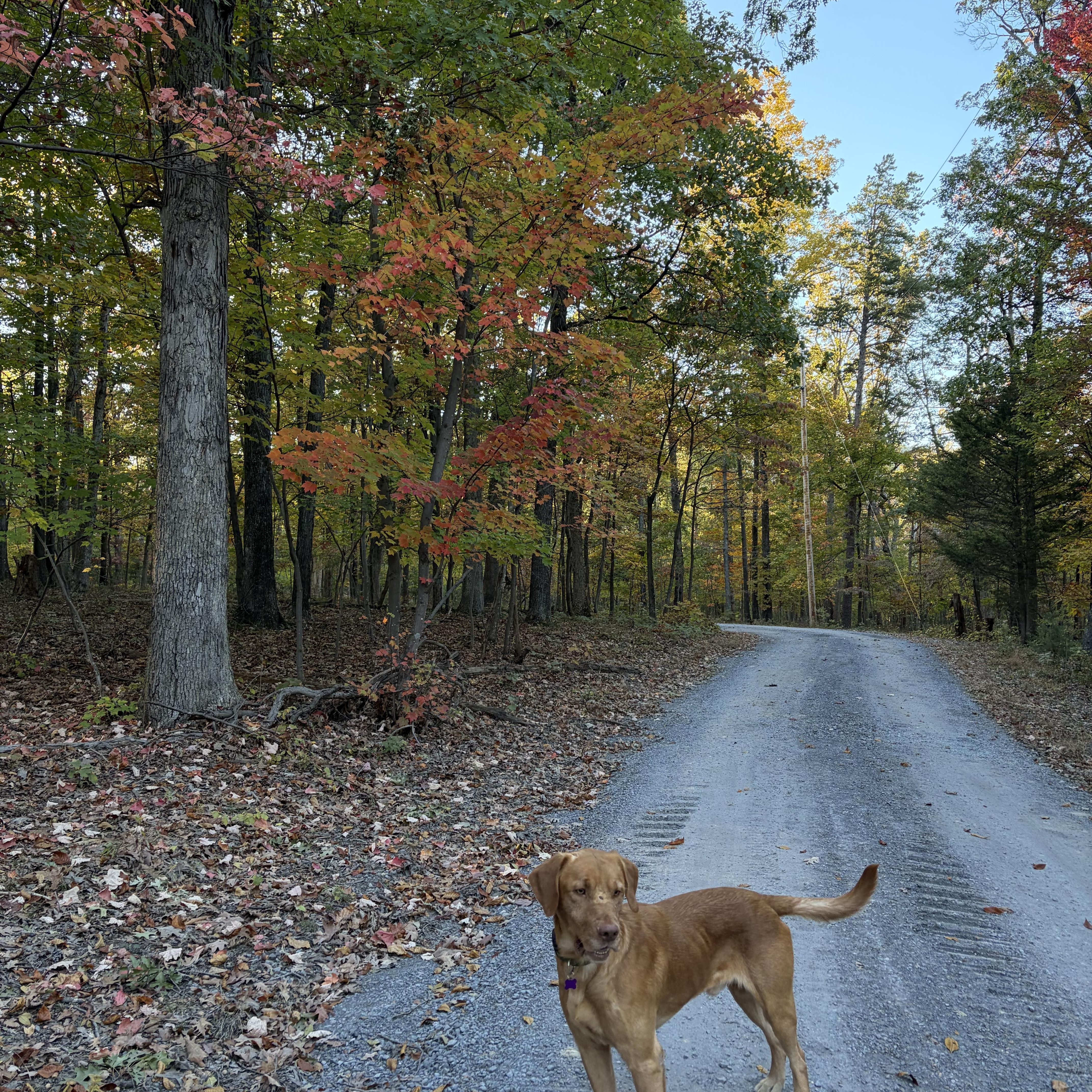 Enlarge Fred, a Adoptable Labrador Retriever in High View, WV image 5/6