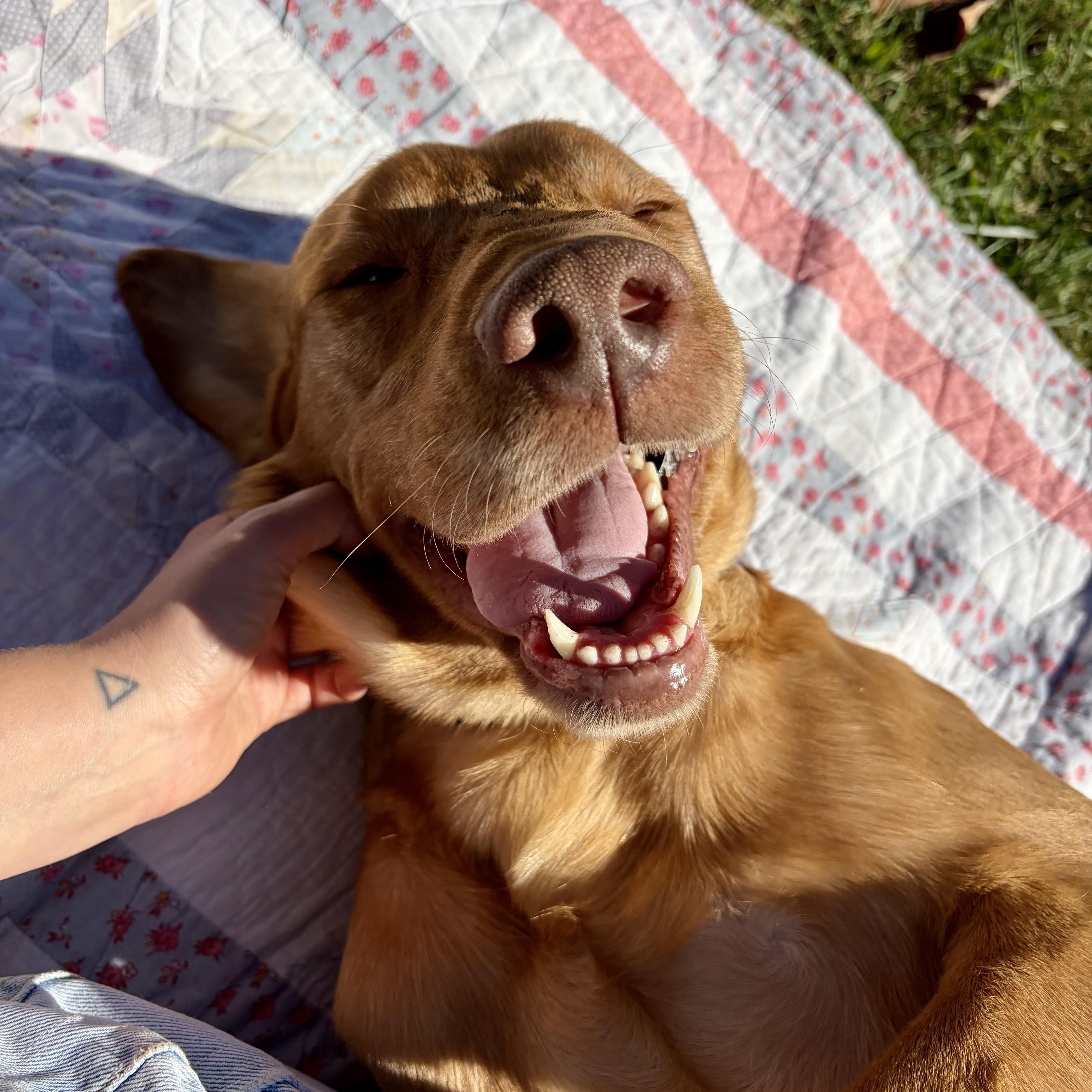 Enlarge Fred, a Adoptable Labrador Retriever in High View, WV image 4/6