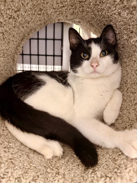 Enlarge Gumdrop *, a ADOPTABLE Domestic Short Hair in Douglas, MI image 1/1