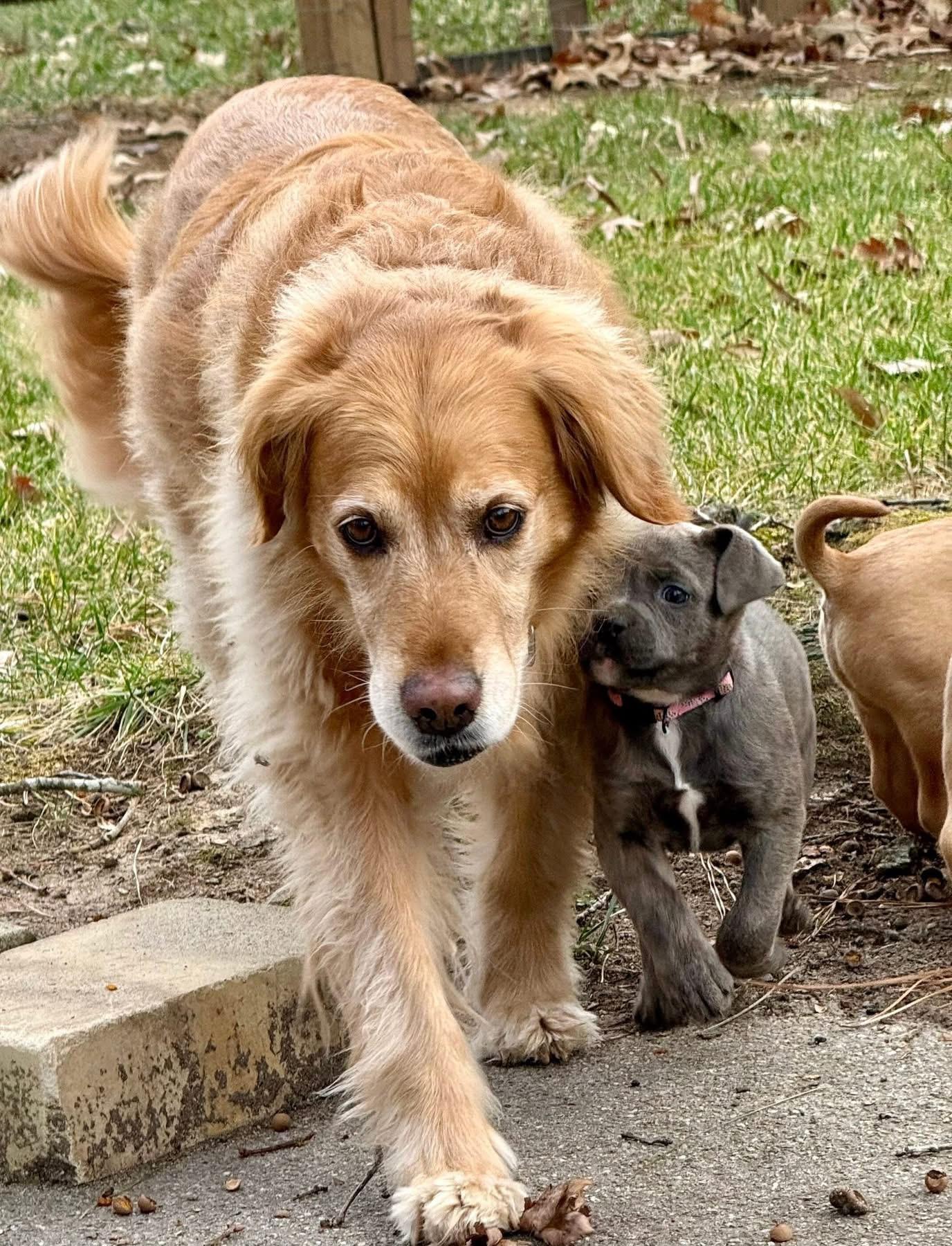 Enlarge Storm, a ADOPTABLE Mixed Breed in Richmond, VA image 2/6