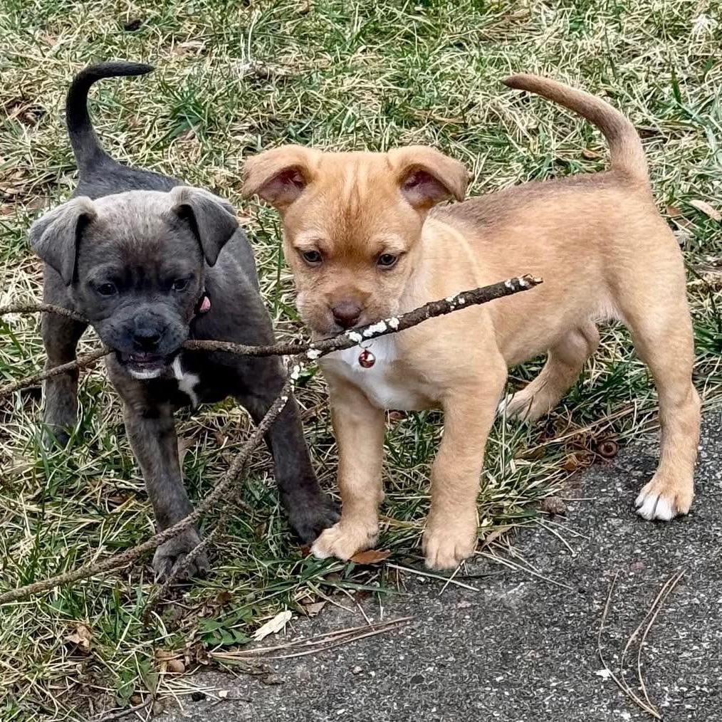 Enlarge Storm, a ADOPTABLE Mixed Breed in Richmond, VA image 3/6