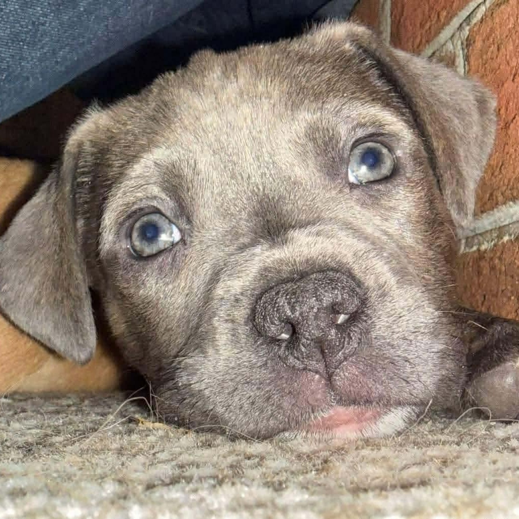 Storm, ADOPTABLE, Puppy Female Mixed Breed.