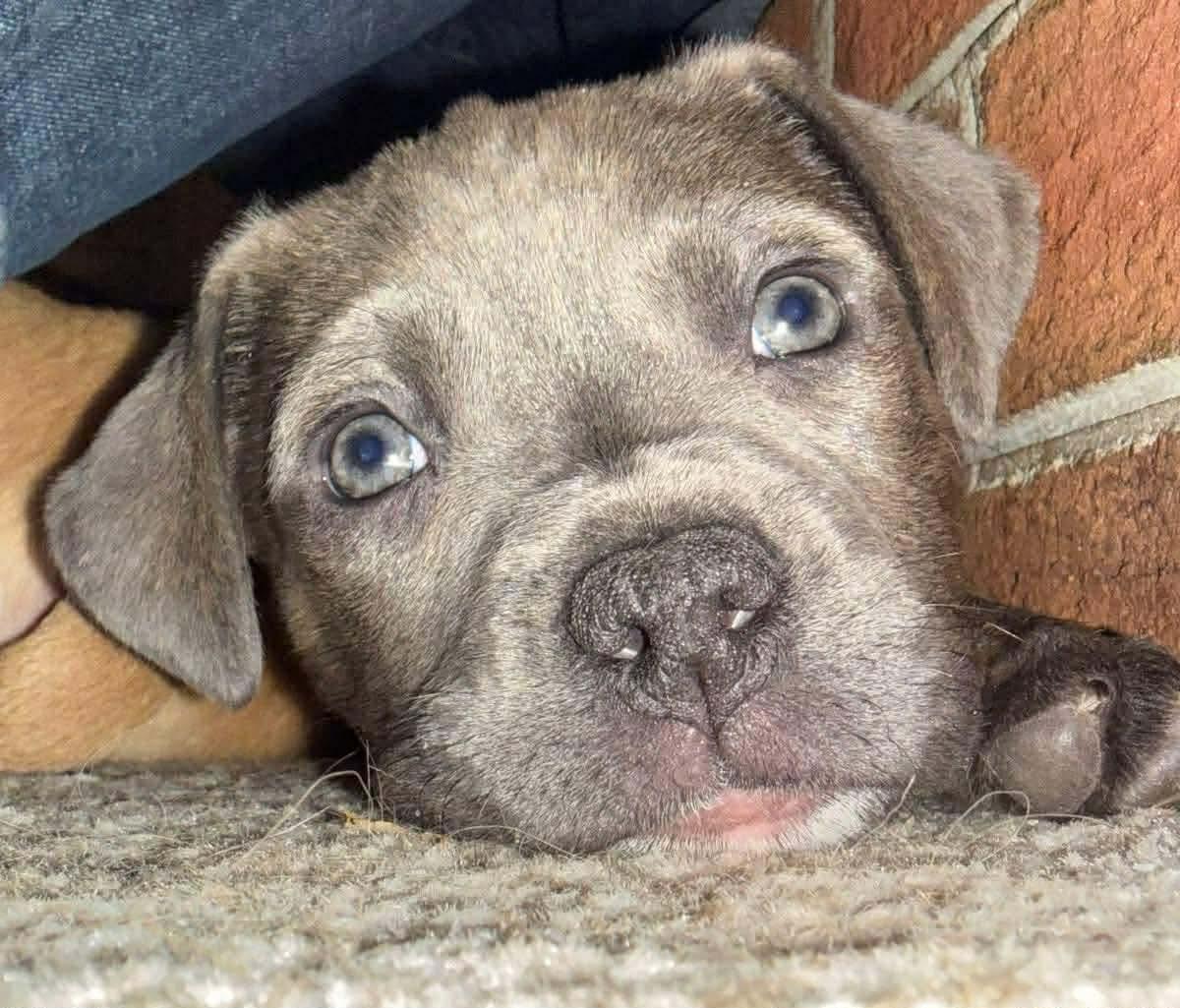 Enlarge Storm, a ADOPTABLE Mixed Breed in Richmond, VA image 4/6