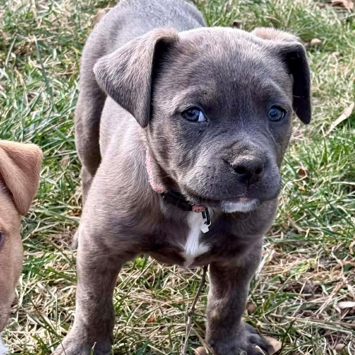 Enlarge Storm, a ADOPTABLE Mixed Breed in Richmond, VA image 1/6