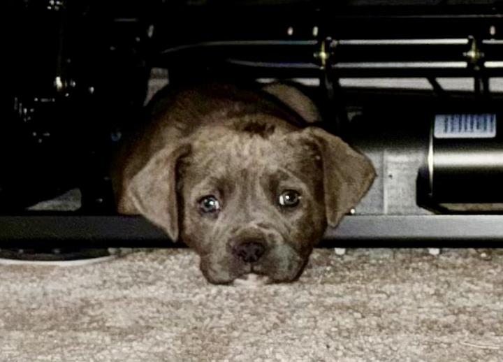 Enlarge Storm, a ADOPTABLE Mixed Breed in Richmond, VA image 6/6