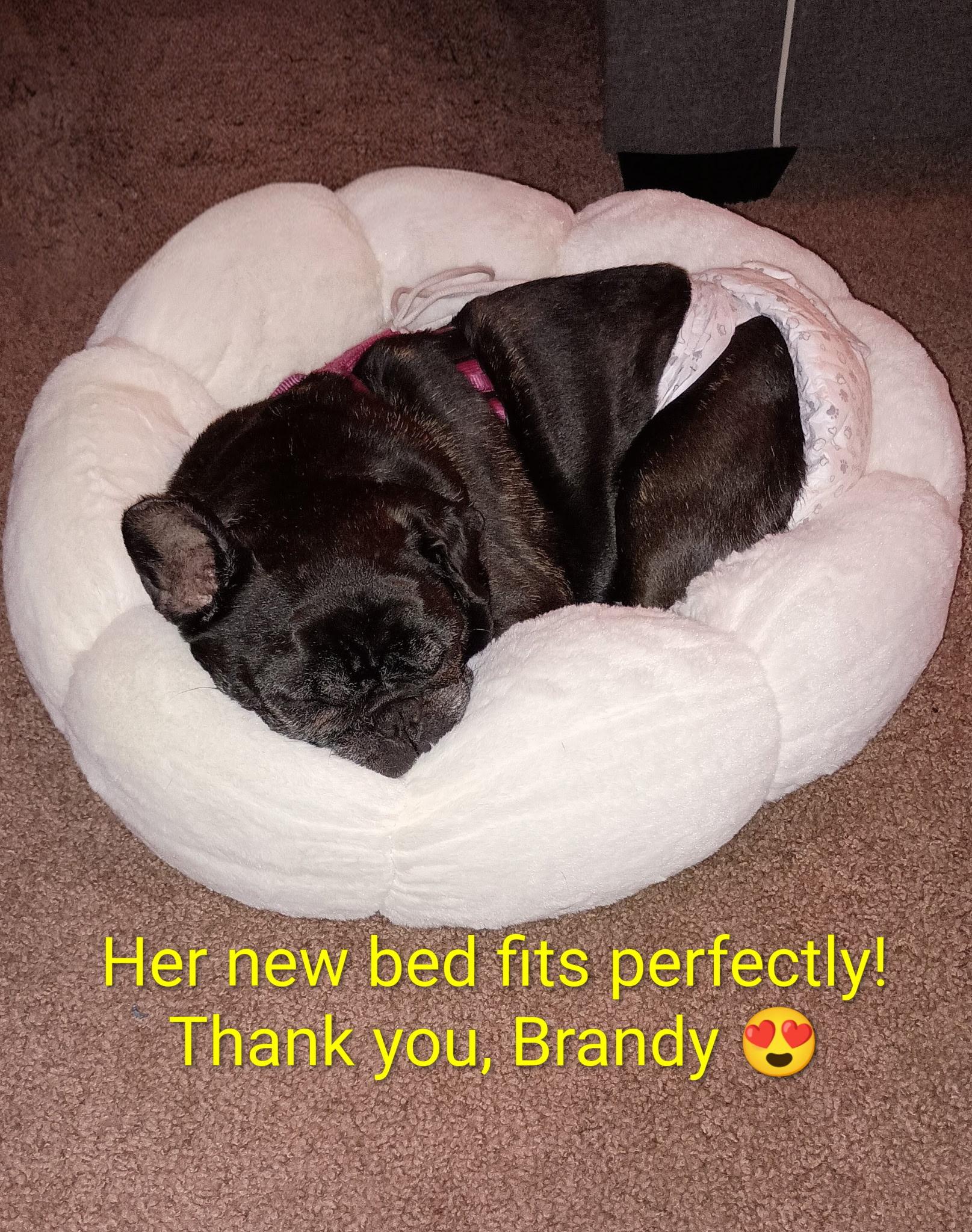 Enlarge Sugar, a ADOPTABLE French Bulldog in valley springs, CA image 4/4