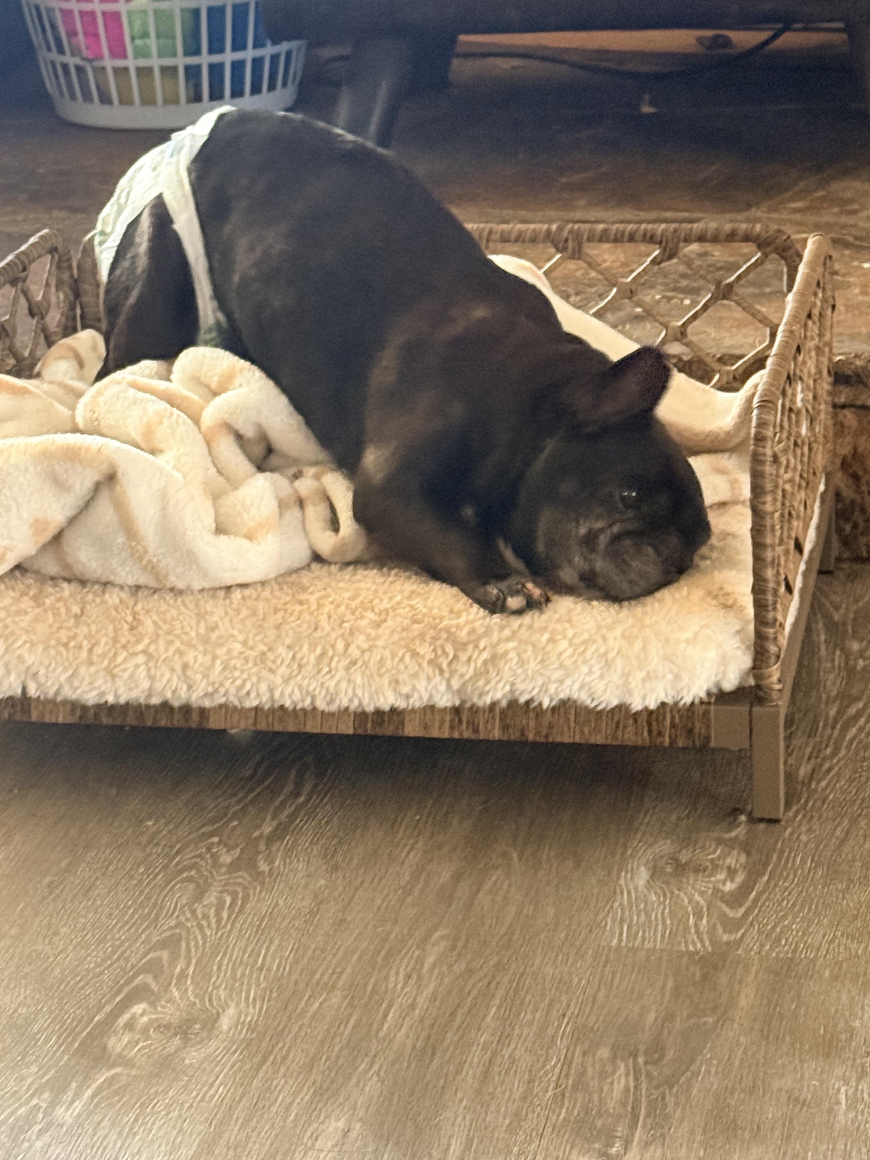 Enlarge Sugar, a ADOPTABLE French Bulldog in valley springs, CA image 2/4