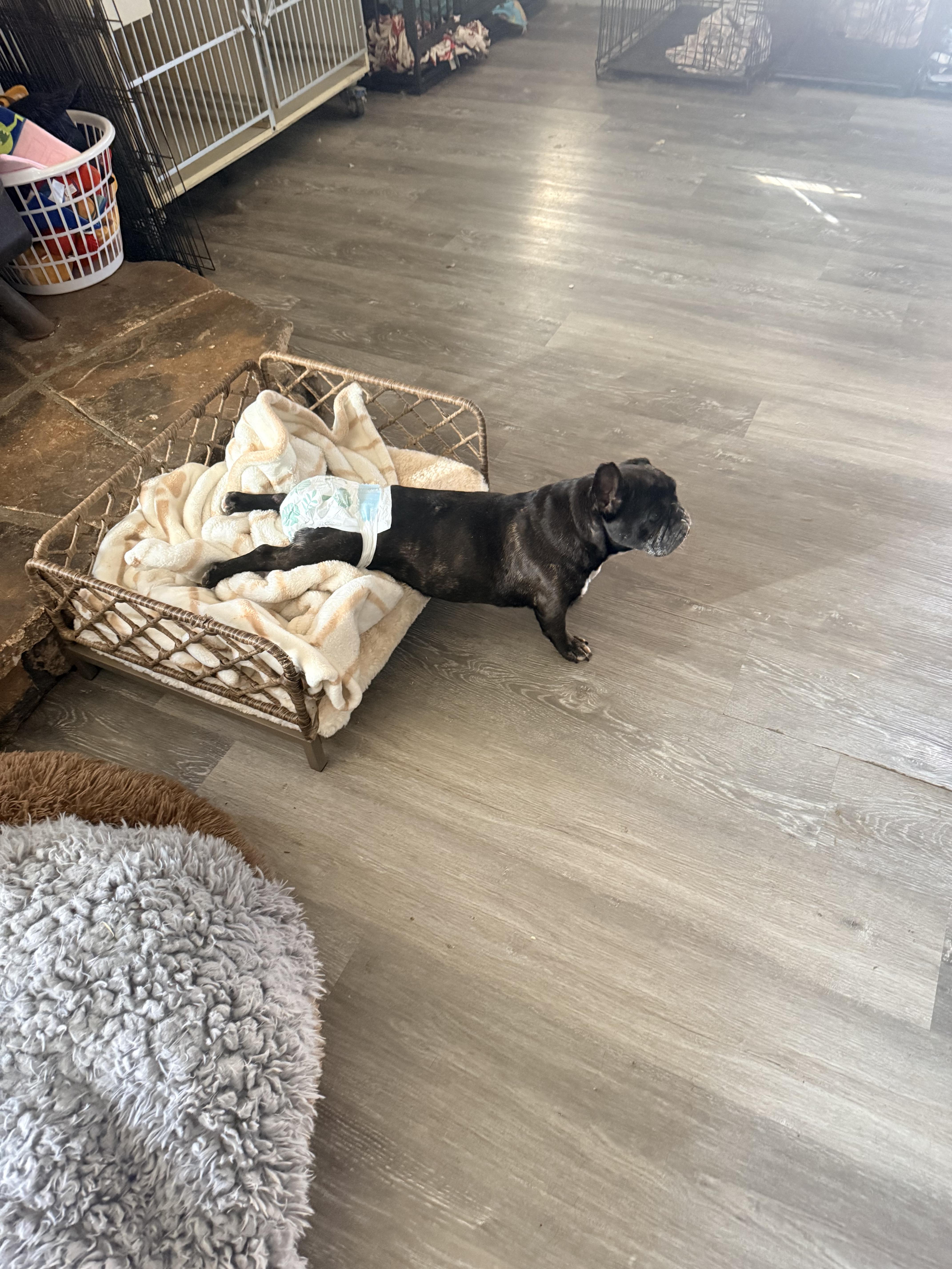 Enlarge Sugar, a ADOPTABLE French Bulldog in valley springs, CA image 3/4