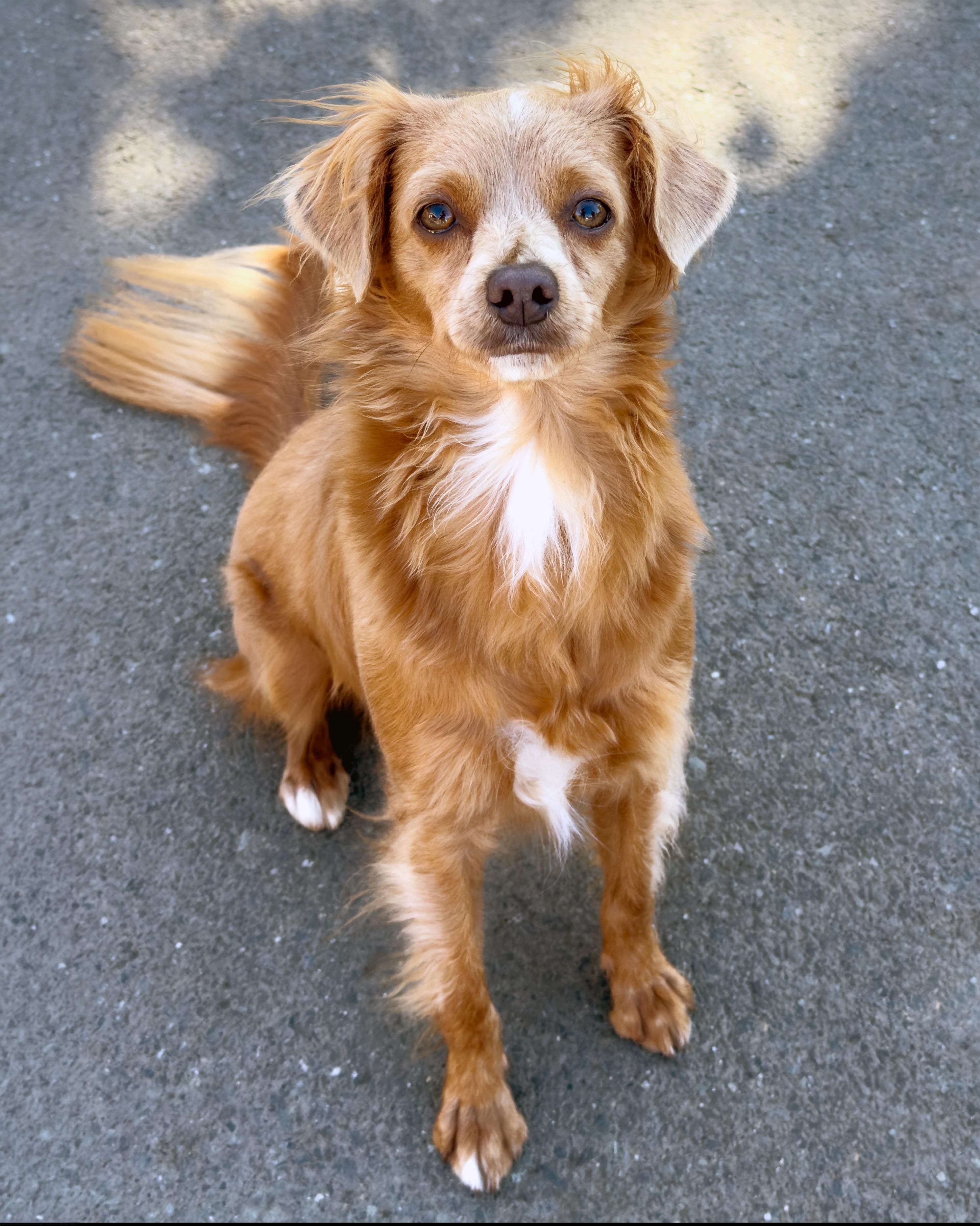 Enlarge Latte, a Adoptable mixed breed in Sequim, WA image 2/6