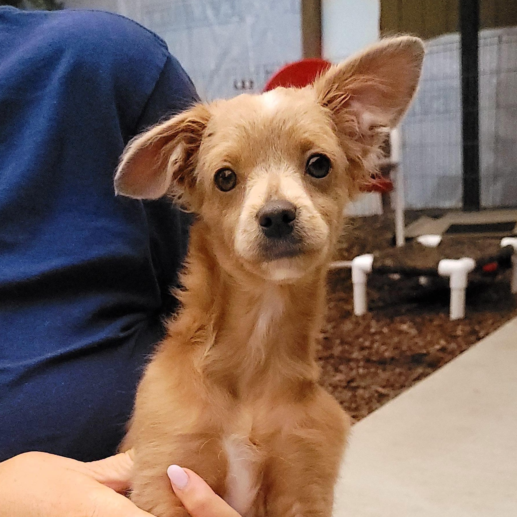 Latte, Adoptable, Puppy Male Chihuahua.