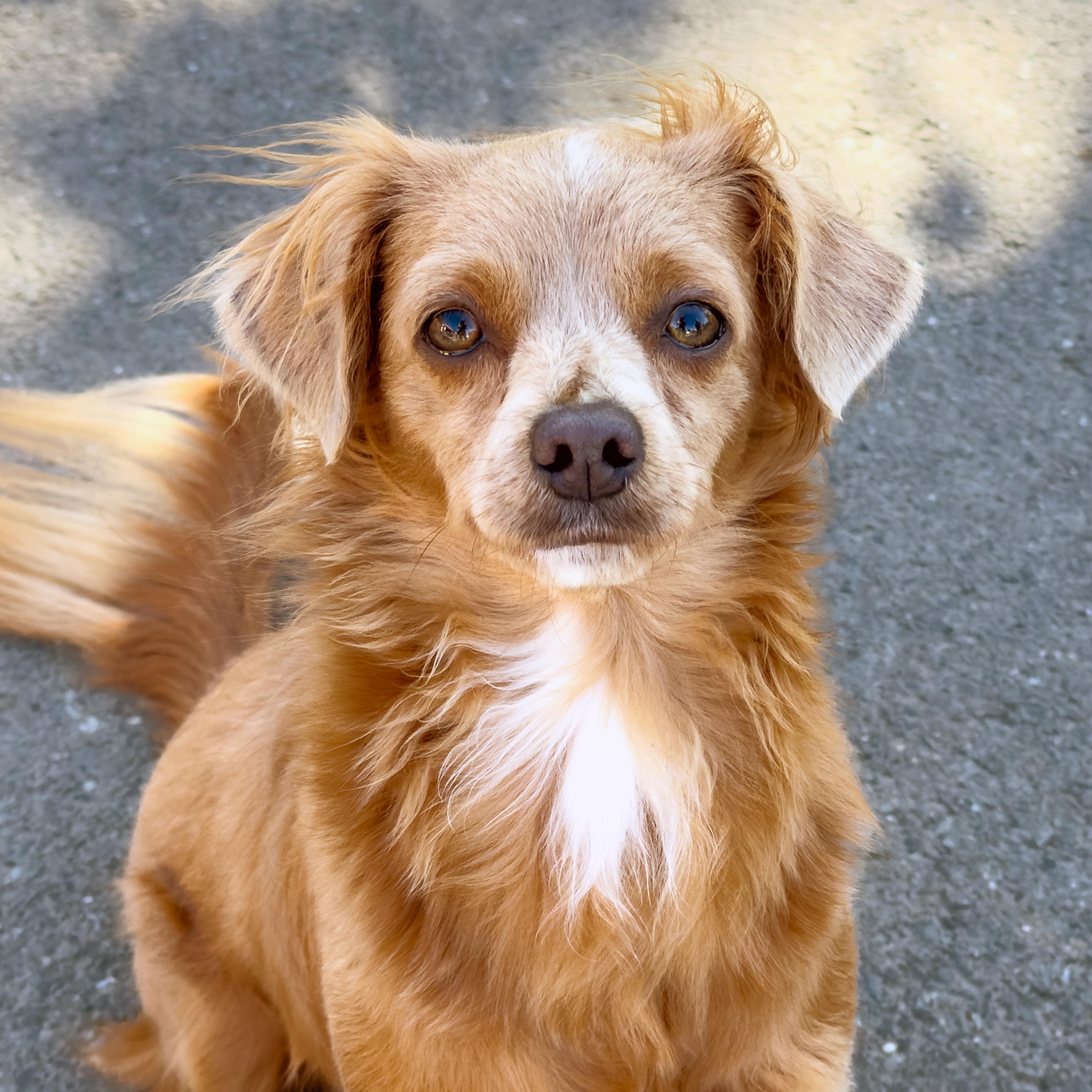 Enlarge Latte, a Adoptable mixed breed in Sequim, WA image 1/6