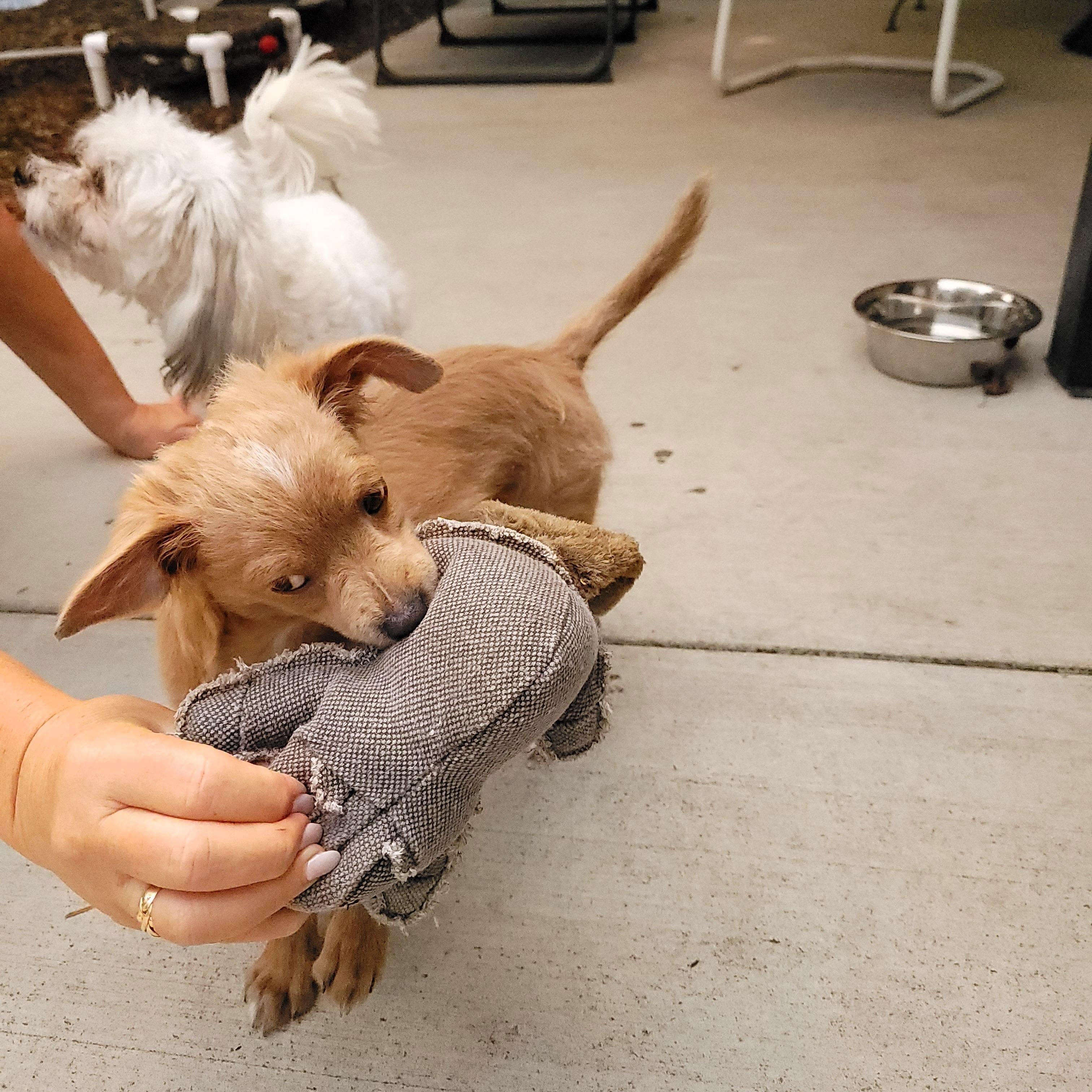 Latte, a Adoptable mixed breed in Sequim, WA image 3/4