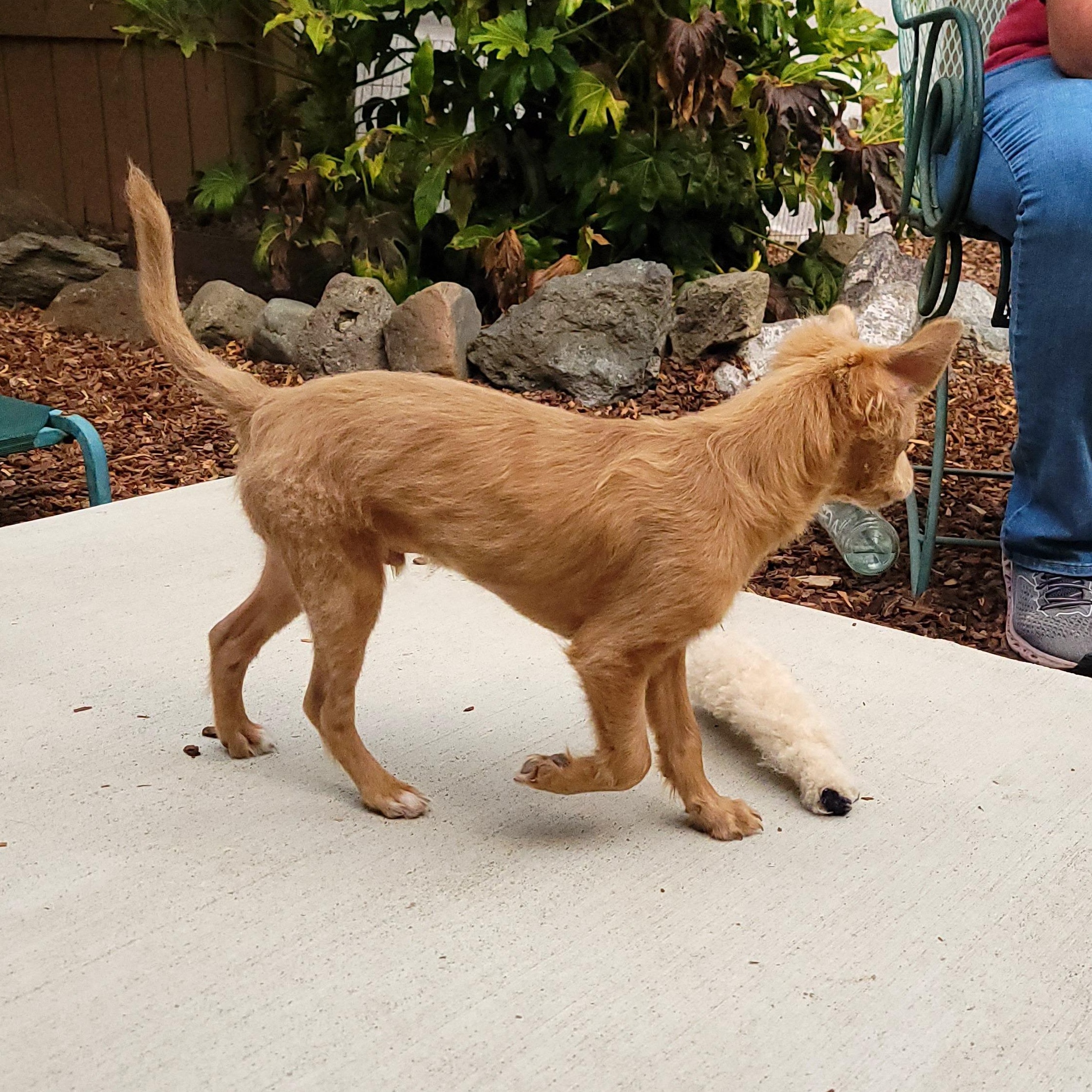 Latte, a Adoptable mixed breed in Sequim, WA image 4/4