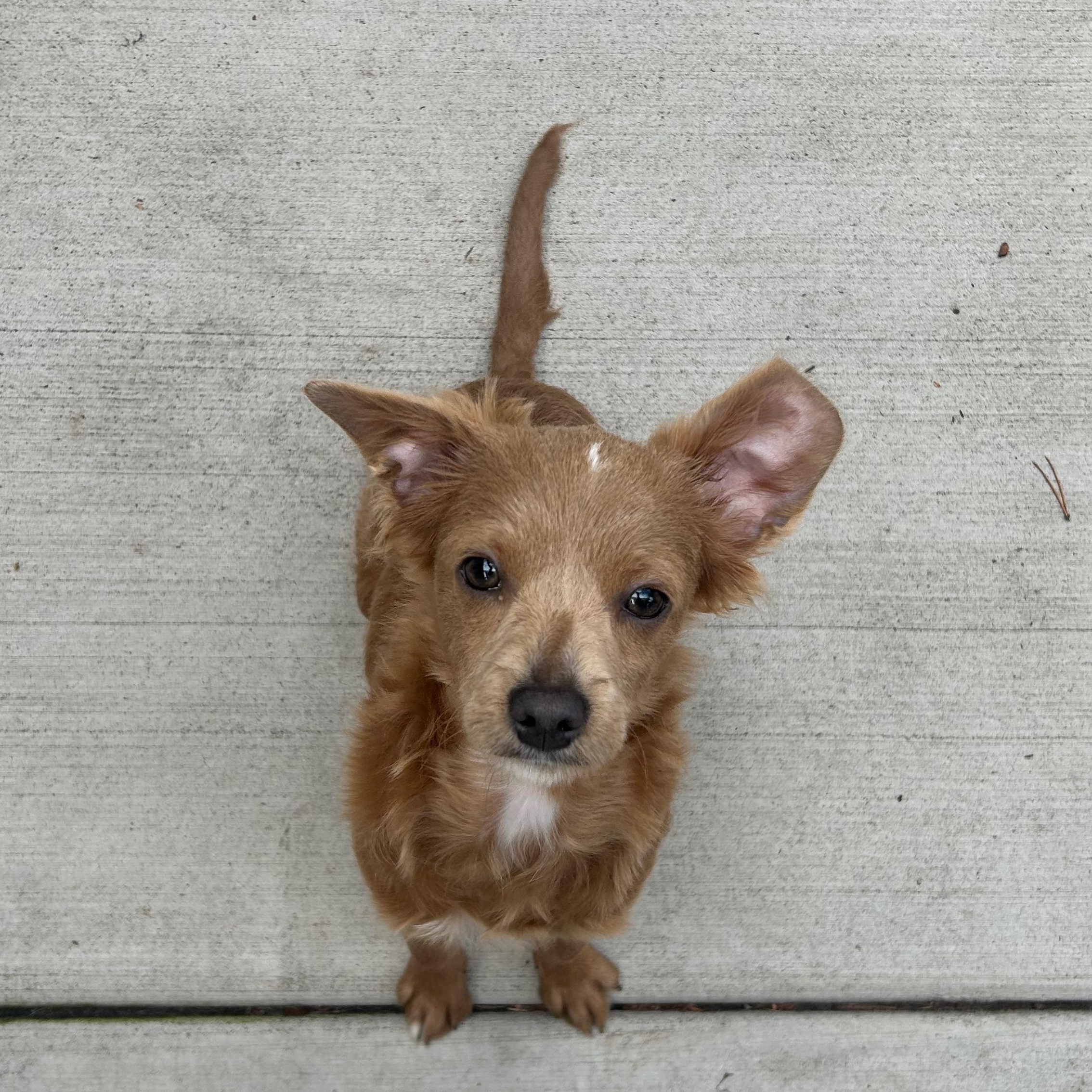 Latte, a Adoptable mixed breed in Sequim, WA image 1/4