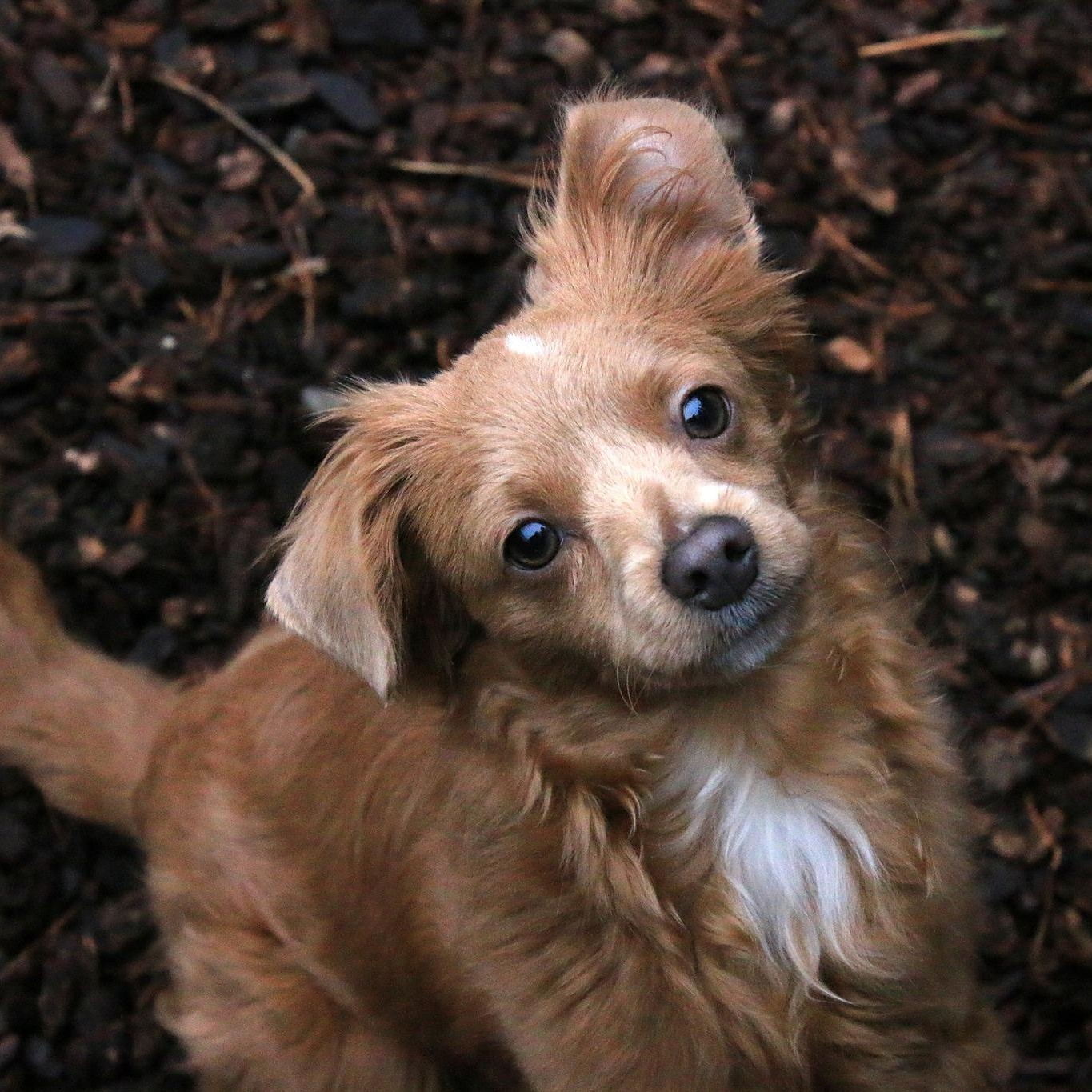 Enlarge Latte, a Adoptable mixed breed in Sequim, WA image 1/5