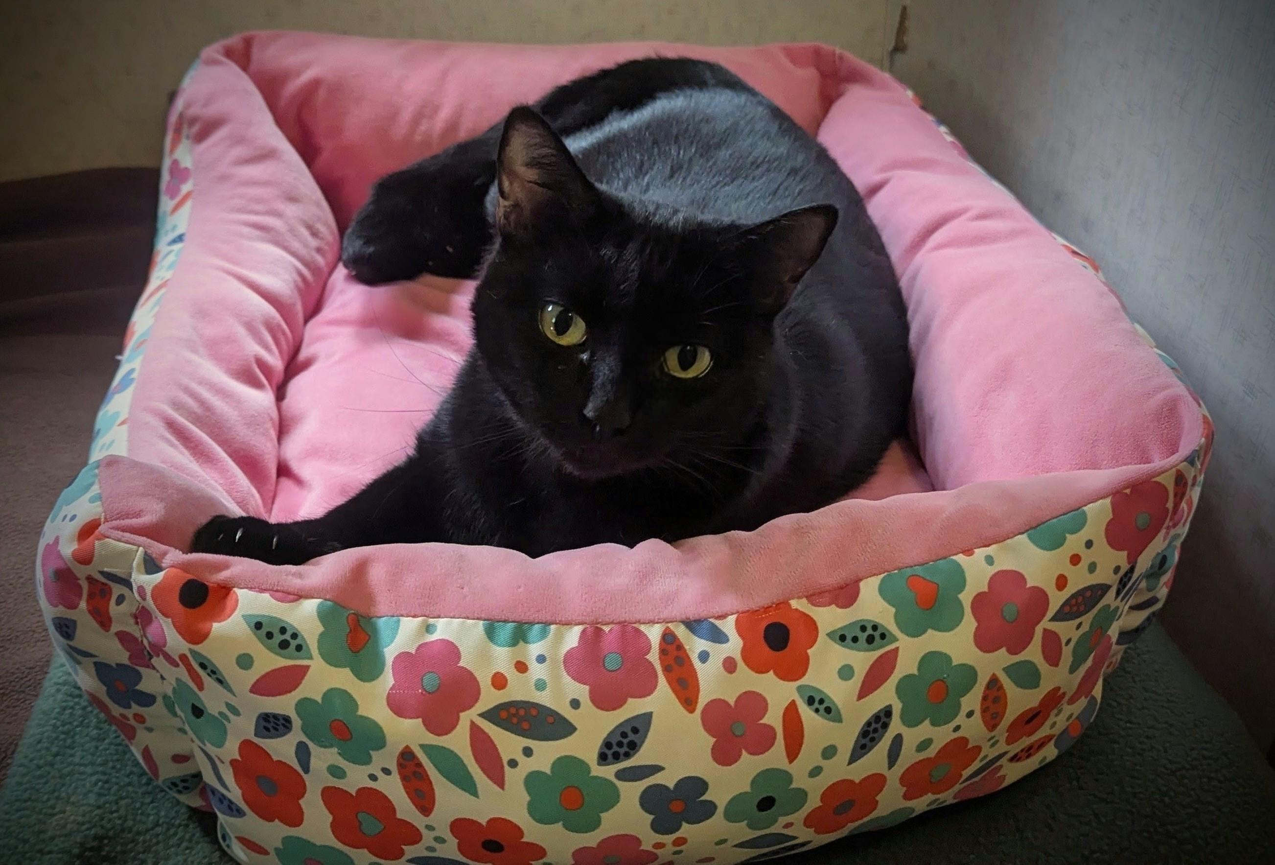 Coral, an adoptable Domestic Short Hair in Shelton, WA, 98584 | Photo Image 1