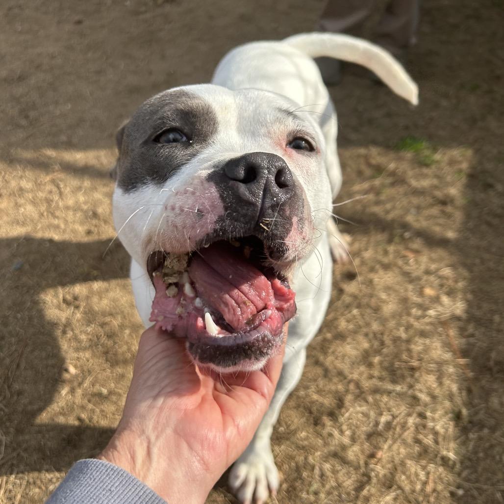 Enlarge Dianna 7645, a Adoptable Mixed Breed in Hamilton, GA image 1/6