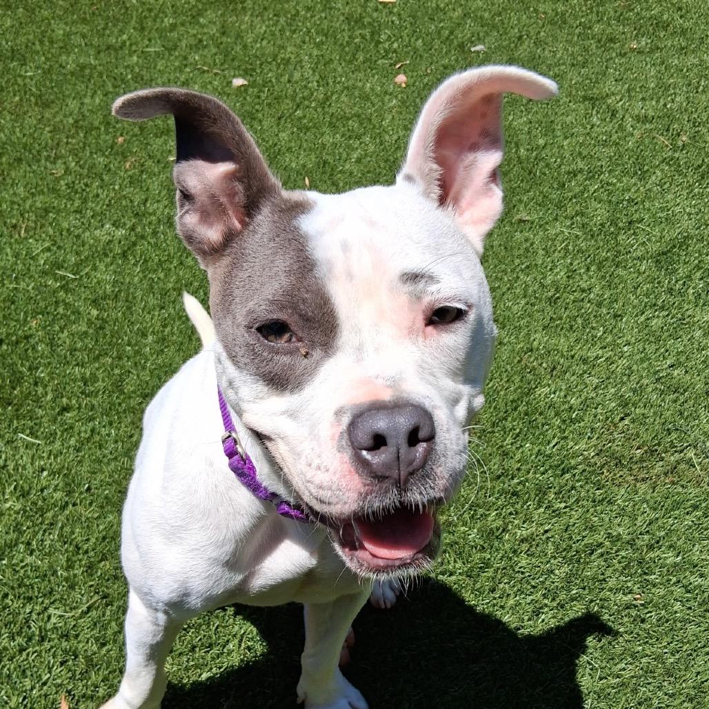 Enlarge Dianna 7645, a Adoptable Mixed Breed in Hamilton, GA image 2/6