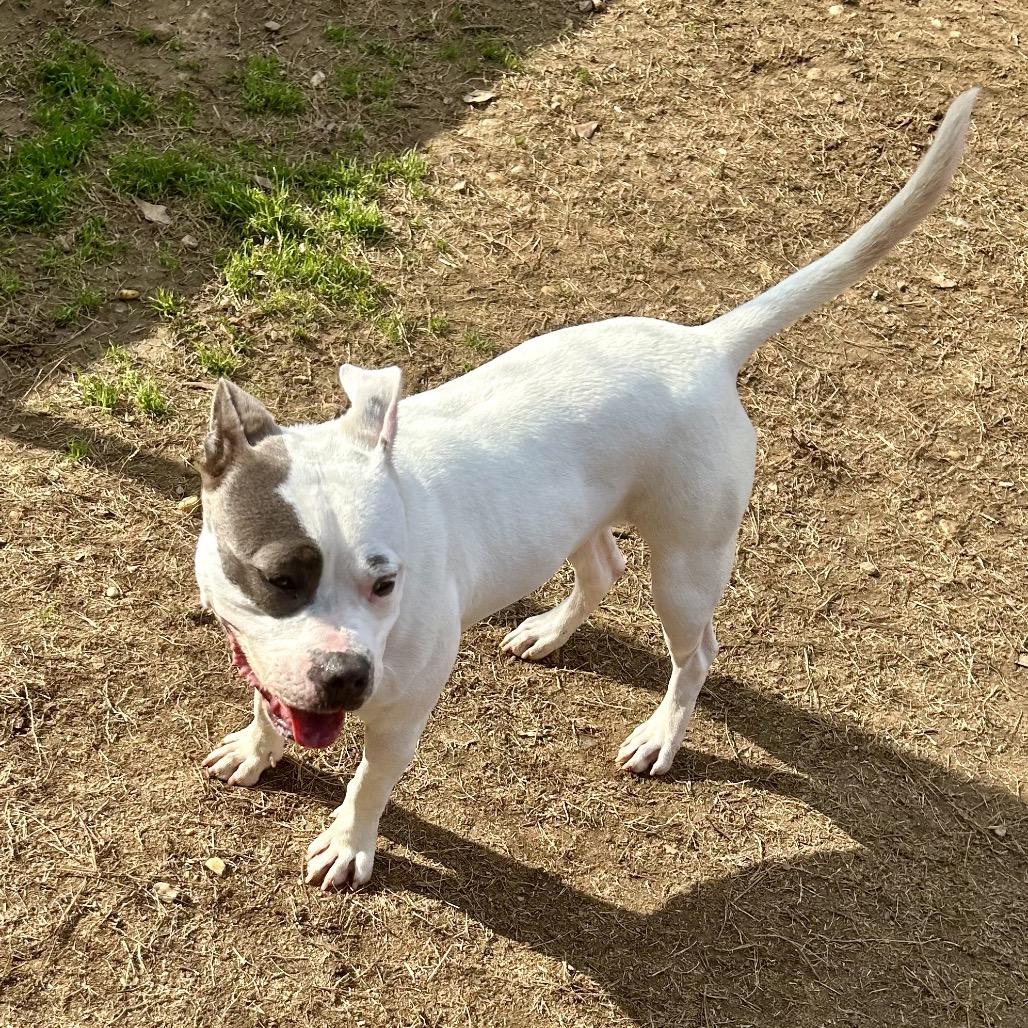 Enlarge Dianna 7645, a Adoptable Mixed Breed in Hamilton, GA image 3/6