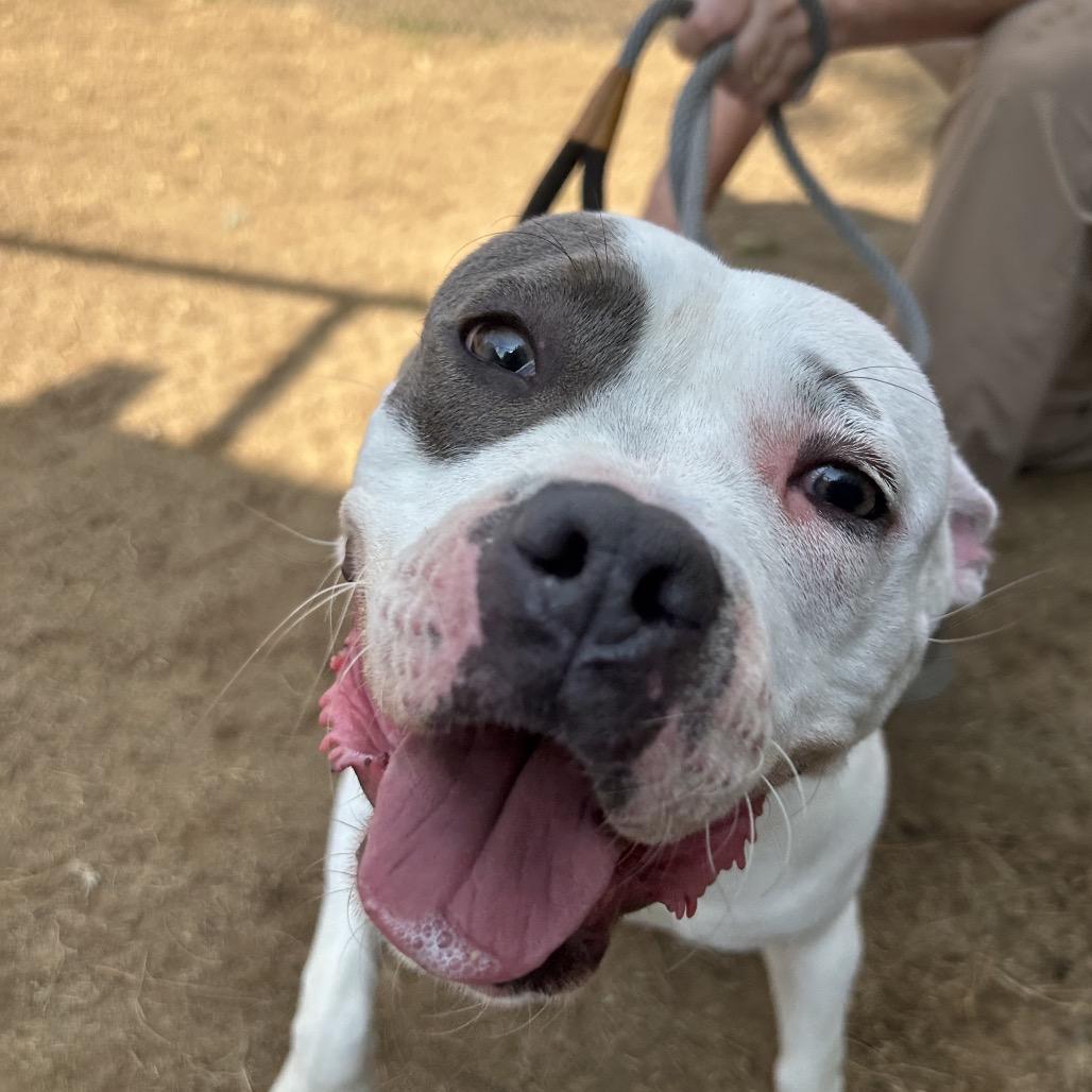 Enlarge Dianna 7645, a Adoptable Mixed Breed in Hamilton, GA image 4/6