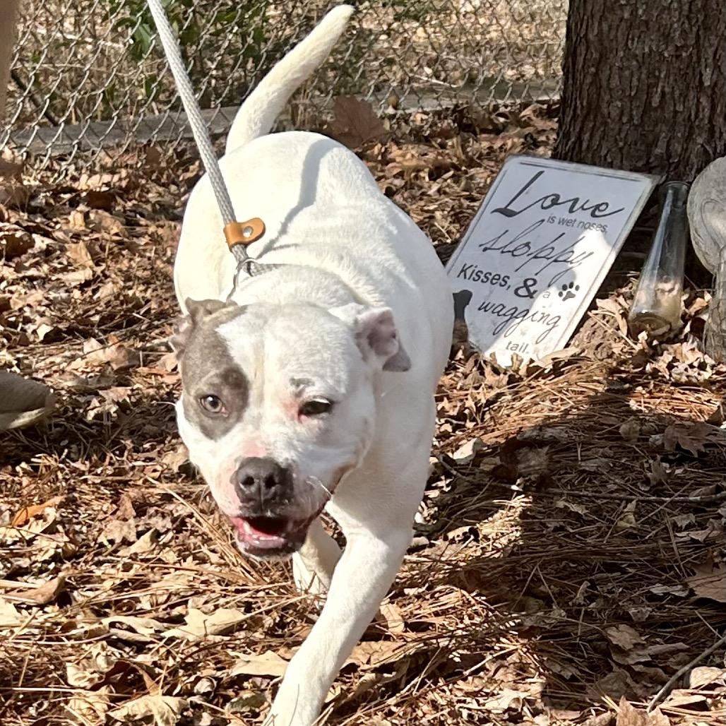 Enlarge Dianna 7645, a Adoptable Mixed Breed in Hamilton, GA image 5/6
