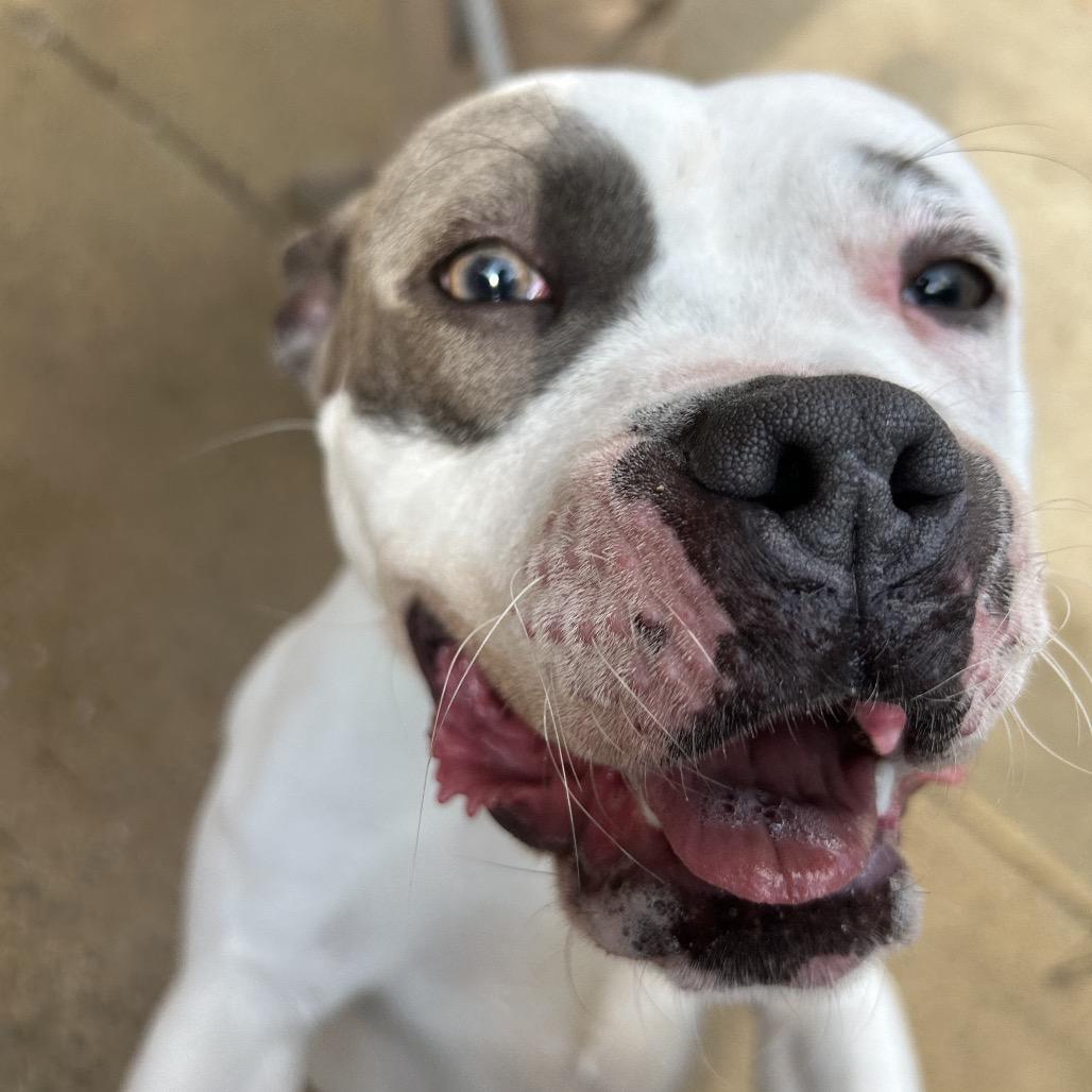 Enlarge Dianna 7645, a Adoptable Mixed Breed in Hamilton, GA image 6/6